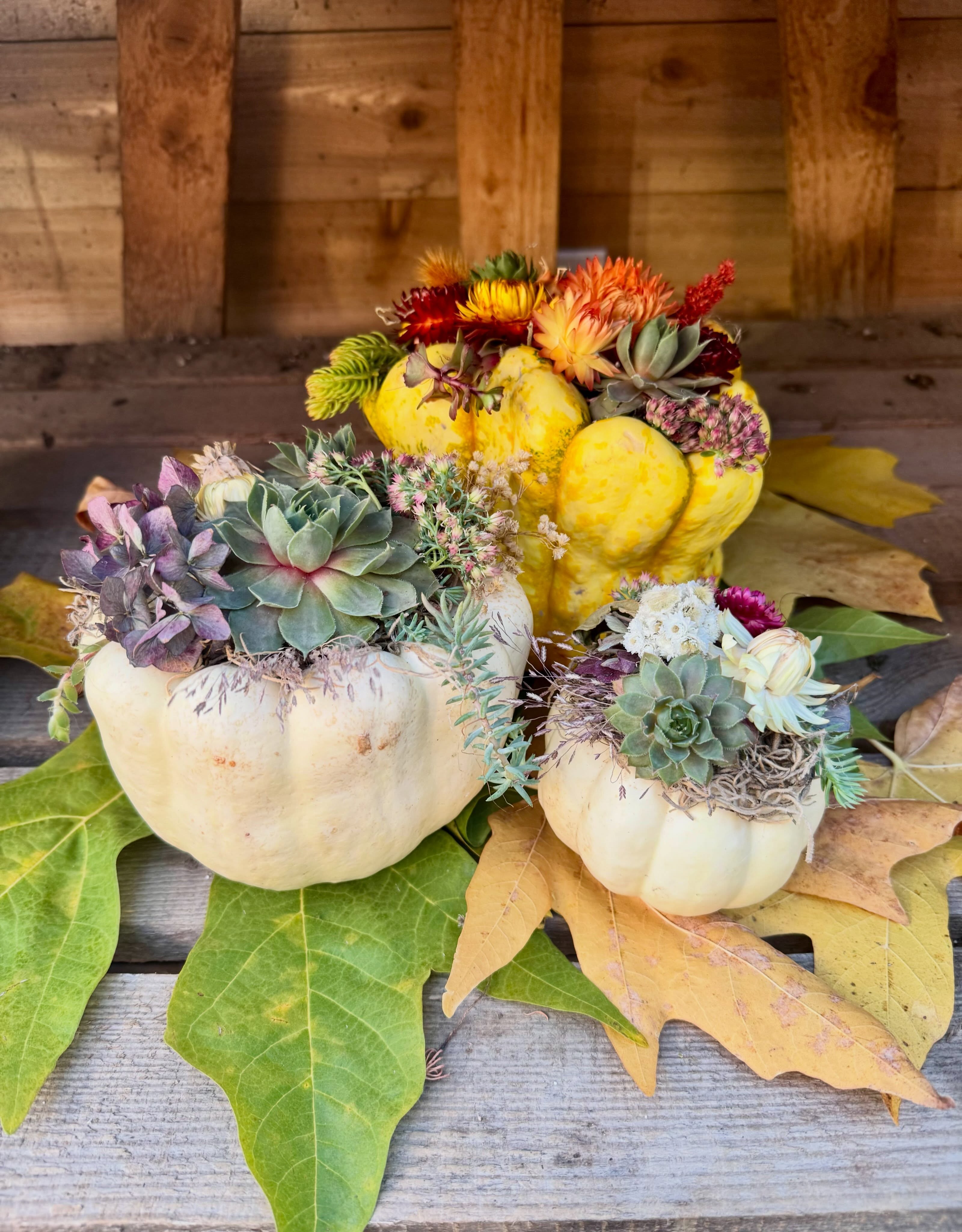 🍂 AUTUMN AT THE NURSERY IS A VIBE, AND WE ARE HERE FOR IT! 🎃
Thanksgiving is just around the corner, and we’re embracing all the cozy, colourful, pumpkin-filled goodness of fall!
From beautiful seasonal centrepieces to thoughtful little hostess gifts, we’ve got all the autumn magic to make your Thanksgiving table feel extra special or to bring a little something lovely to your next gathering.
And pumpkins? Oh, we’ve got PUMPKINS. 🎃 Every shape, size and colour you can imagine, ready to find their way onto your porch, into your centrepiece or home with you!
Come wander, get inspired and soak up the season with us. There’s just something about autumn at the nursery that feels like a little bit of magic. 🍁
Pop by, find your fall favourites and take a little autumn home with you.
Happy Thanksgiving from all of us at Sunshine Coast Nursery! 🤎
#SunshineCoastNursery #AutumnAtTheNursery #ThanksgivingDecor #PumpkinSeason #FallCentrepieces HostessGifts ShopLocal SunshineCoastBC
