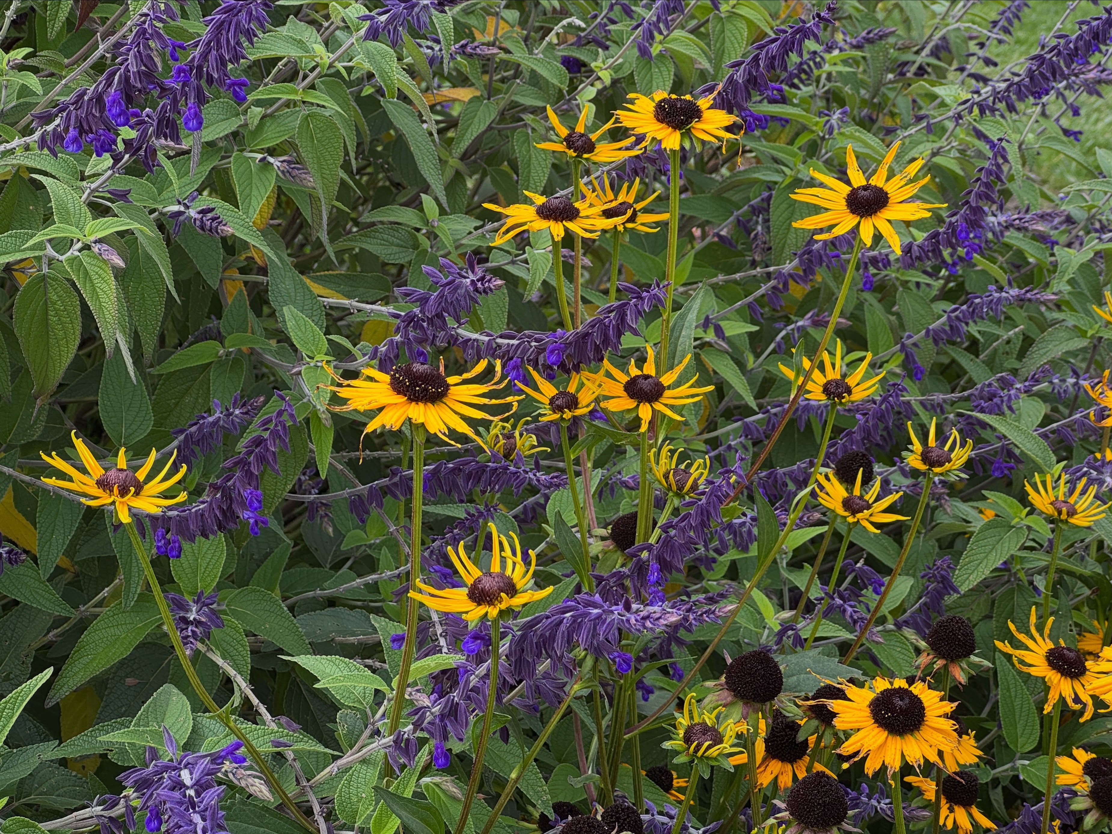💚 Hey members, tonight is your night! Join us for our members-only Fall Plant Sale Preview Party and enjoy first pick of the sale, wine from local vineyards, craft brews from North Coast Brewing Company, and a delicious taco bar.
Fog or sunshine, we will celebrate the season and the wonderful community that makes the Gardens thrive.
Not a member yet? Explore the many perks of membership and join our Garden community!
💚 Members-only Preview Party
Friday, October 9
5:30 PM to 7:00PM