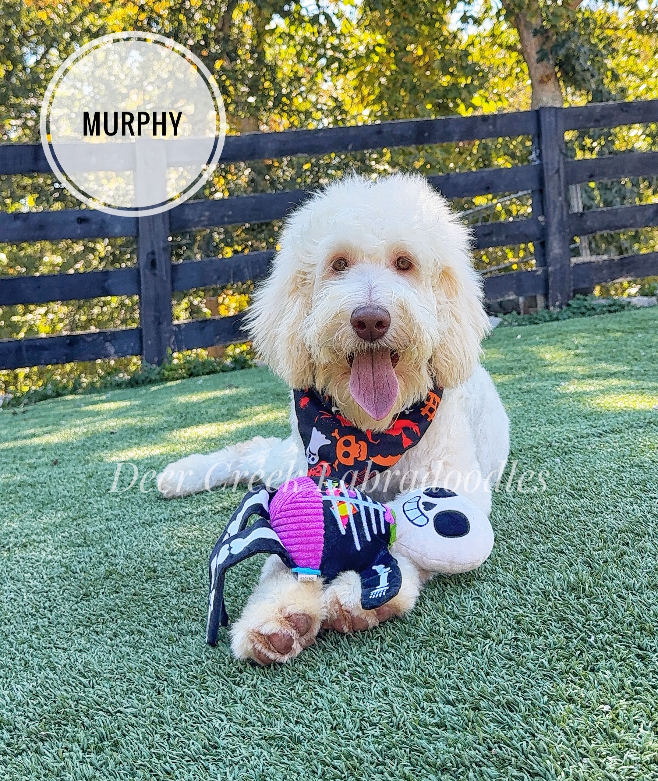 Murphy is the kind of puppy who makes life feel easy. Gentle, sweet, and people-oriented, he loves making eye contact and thrives on human connection. He has a calm, relaxed personality with a medium energy level—happy to play, then settle in for cuddles. Confident, eager to learn, and highly motivated, Murphy enjoys working with his people and loves his toys. While he may look for a little reassurance in new situations, he recovers quickly and takes everything in stride. With his easygoing nature, tender heart, and lovable personality, Murphy is sure to be a loyal best friend and a joy to have by your side. #deercreeklabradoodles #labradoodlepuppy #doodlepuppy #doodlesofinstagram #doodlesofinstaworld