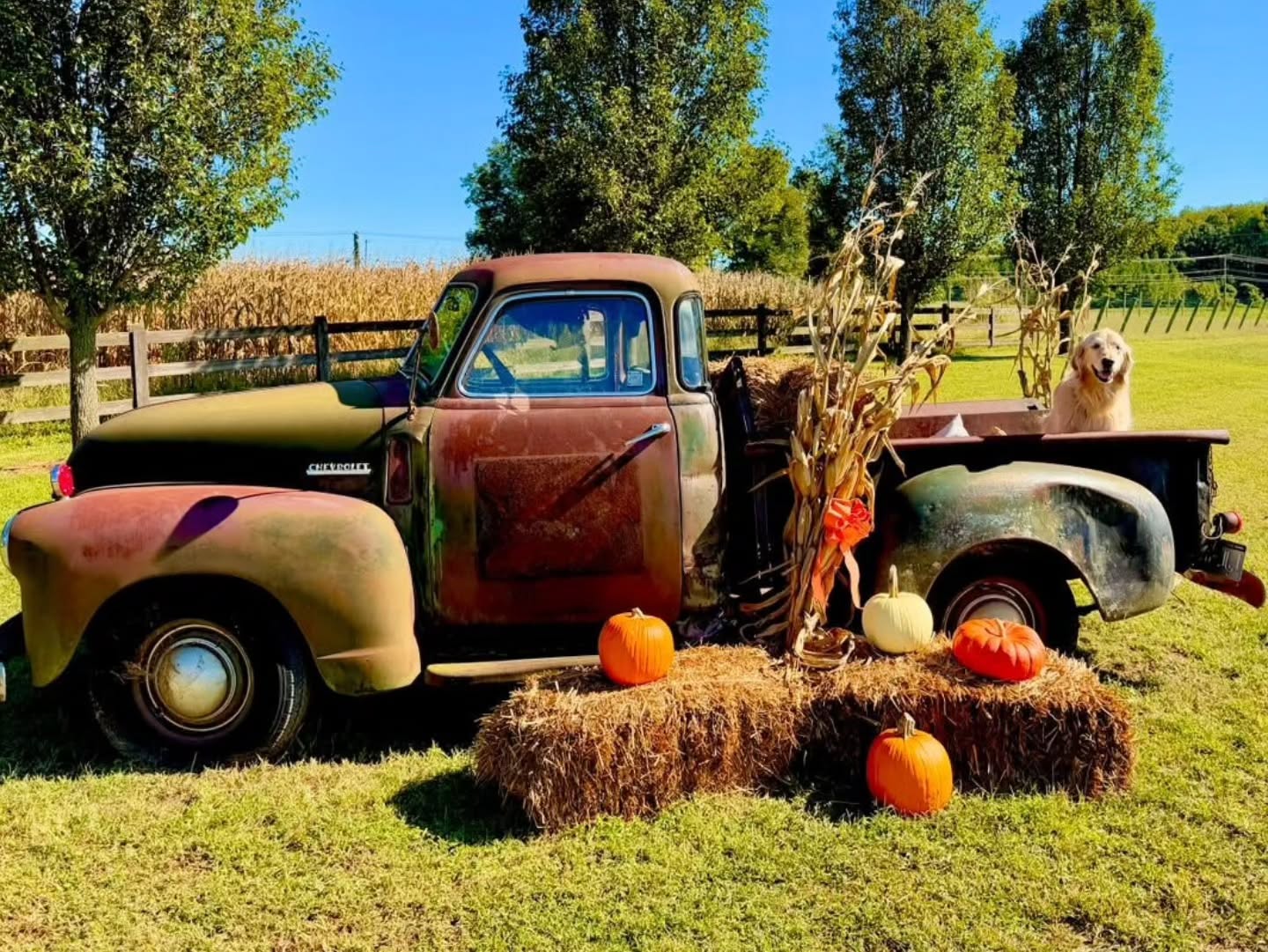 Fall is our Chevy truck’s favorite season—she’s fully decorated and ready for photo ops! 📷🍂
Don't forget to capture your own autumn moments when you stop by this month. 🍷
1. @misslexipoof
2. @winstongirlsclub
3. @lnph.otography__
4. @uncorkedtouringcompany
5. @juniuslindsayvineyard