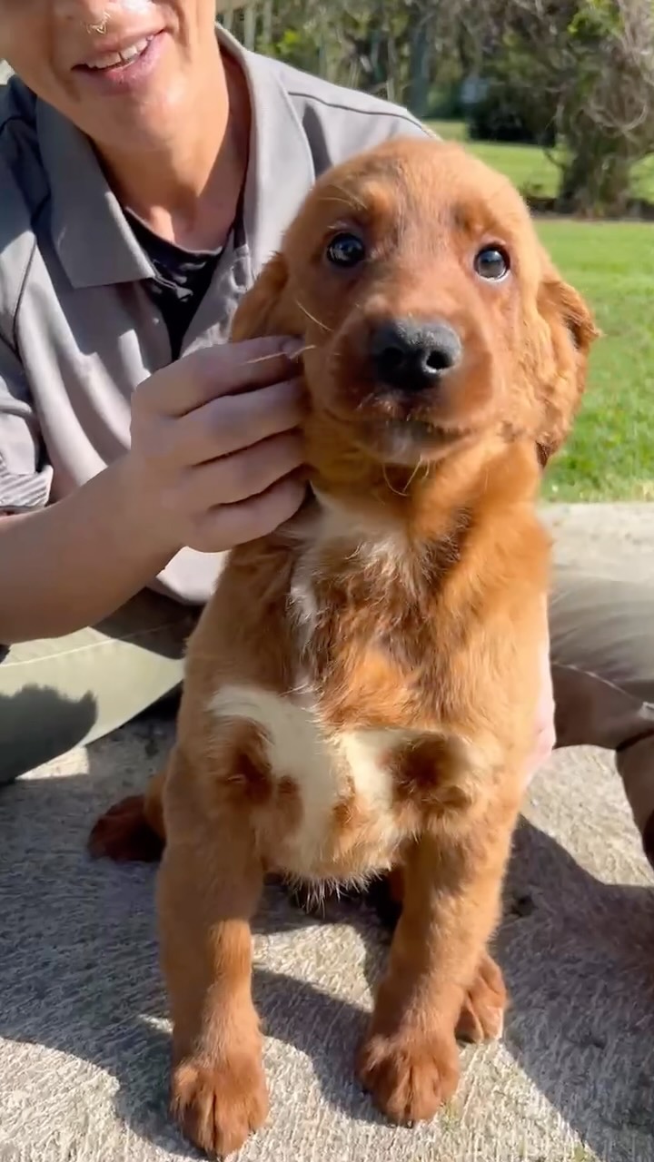 Big name, adorable face, and a whole lot of puppy charm! ๐ฅฐ Carter is a handsome F1B Mini Labradoodle boy born to Jiji and Harry Styles. With his irresistible puppy sweetness, heโs ready to make someoneโs days brighter and their cuddles even sweeter! ๐ถโจ
๐พ Name: Carter
๐ถ Breed: F1B Mini Labradoodle
๐ Gender: Male
๐ Date of Birth: 18 June 2026
๐ Parents: Jiji & Harry Styles
๐ข Microchip: 956000019533990
๐ Source Number: BR100575
Could Carter be your future four-legged best friend? ๐ก๐
#MiniLabradoodle #LabradoodlePuppy #PuppyLove #FluffyBestFriend #puppiesdownunder