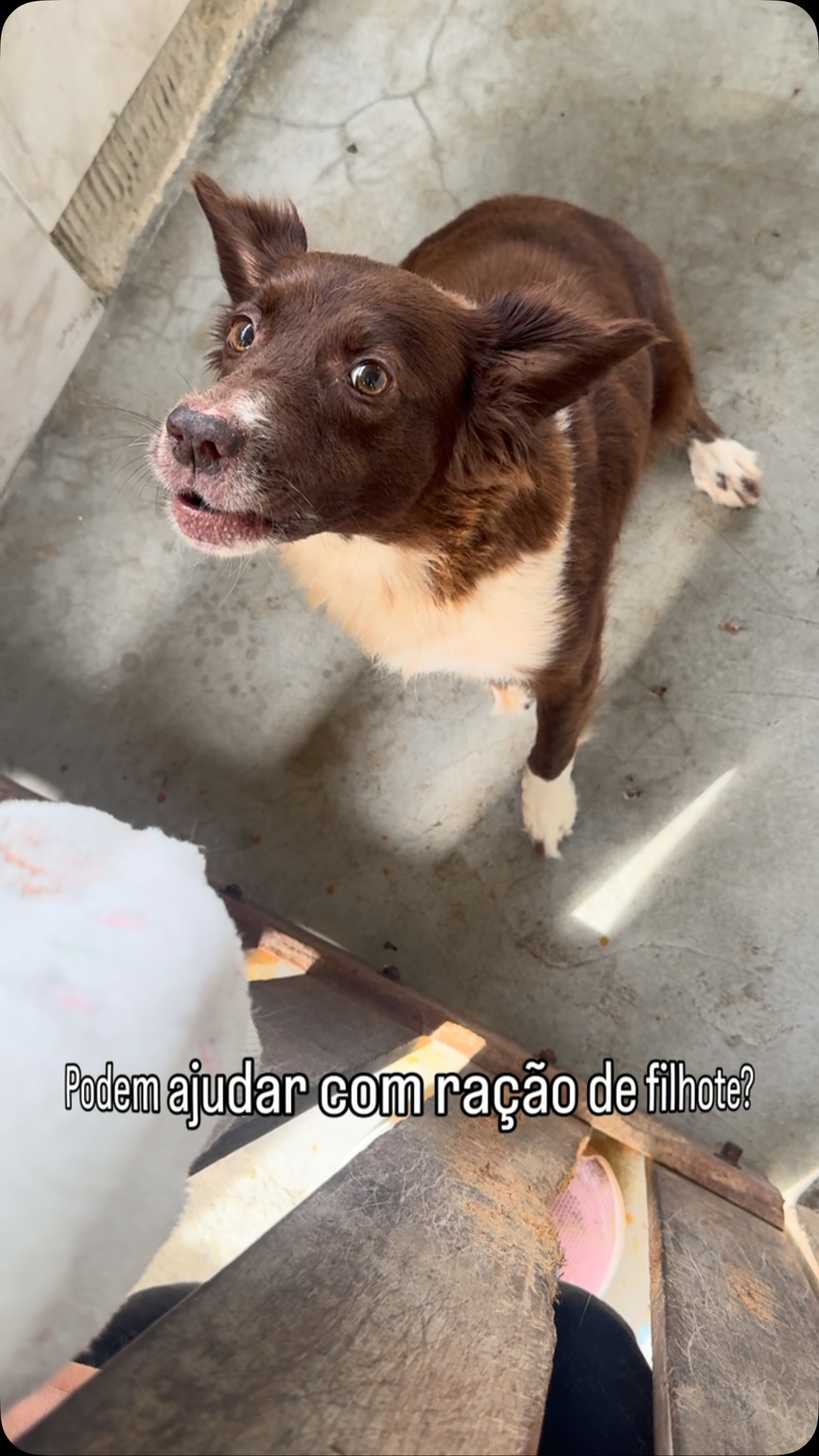 Mamãe Francisca passando para pedir um bocadinho de ração. Ela está sendo alimentada com a Premier Filhotes de raças médias
Se preferir doar a ração na PetFun aqui da Pedra de Guaratiba eles entregam direto no sítio com um excelente desconto e o WhatsApp é 21 98866-6825
Se preferir ajudar a comprar a chave pix é o e-mail: pixdogarra@gmail.com
A mamãe Francisca está comendo por 7 bebezinhos que precisam de muitos nutrientes e vitaminas
Francisca ainda está muito arredia, sem permitir aproximação e procuramos respeitar esse momento para não interferir nos cuidados dela com seus bebês. Ela é uma mãezinha maravilhosa
Vamos ajudar pessoal?
#franciscagarrinha #filhotes #abandonoécrime #onggarra #garranimal
