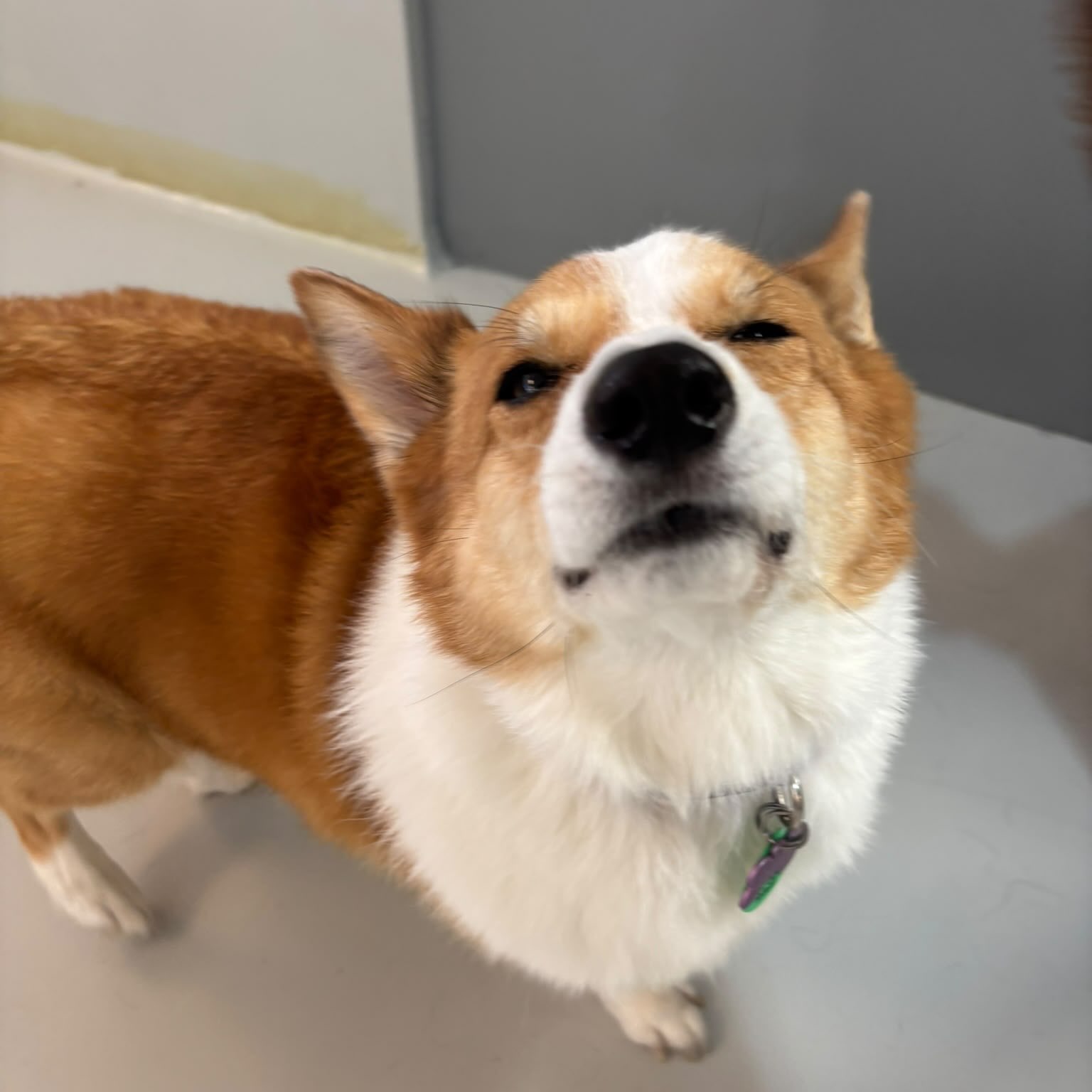 Thursday fun part 2 🥳🐾🐶🥰
#dogsofauckland #dogdaycarefun
