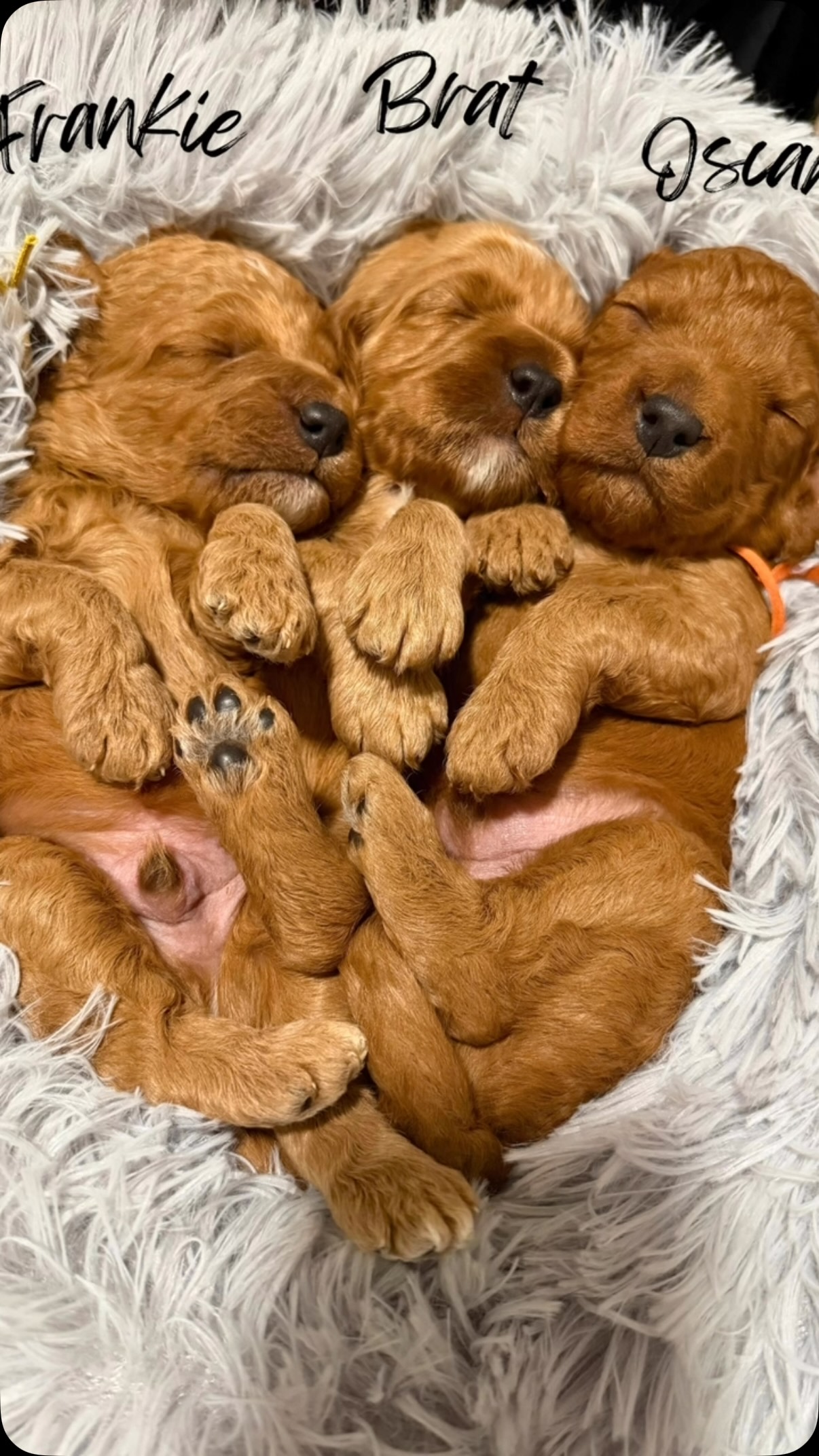 2 weeks old! Penny’s sweet #cuddle #cavapoo #puppies #puppypawscolorado #doodlepuppy