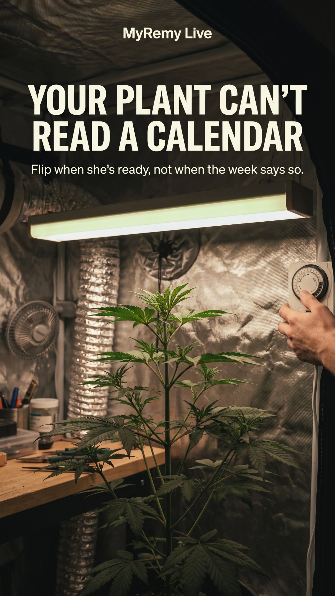Four weeks of veg was never a flip date.
Your plant can't read a calendar.
She flowers when she's actually built to carry it, not when a number rolls around. Flip her before she's ready and the stretch turns into pale tops crammed up against the light. Flip her when she's truly mature and that same stretch works for you.
So read her before you touch the switch. Is she growing hard and drinking on a steady rhythm? Are the new branches staggering up the stem, one side then the other, instead of coming out in neat matched pairs? That stagger is her telling you she's grown up. Only after she passes do you measure the room, because most plants roughly double in height after the flip.
I put all of this to MyRemy earlier and here's basically what it said: the calendar is just a receipt for how long you've waited, and the plant is the only thing in the tent that knows when she's ready.
Save this for the next time the calendar says go but she isn't there yet, and send it to a grower who's about to flip on a date.
The whole calm, read the plant before you flip it system is written down in the free Stability Playbook. Say PLAYBOOK in the comments and it comes straight to your DMs.
So what actually calls your flip, the calendar or the plant in front of you?
#gzgrowshops #myremy #growtips #indoorgrow #growtent