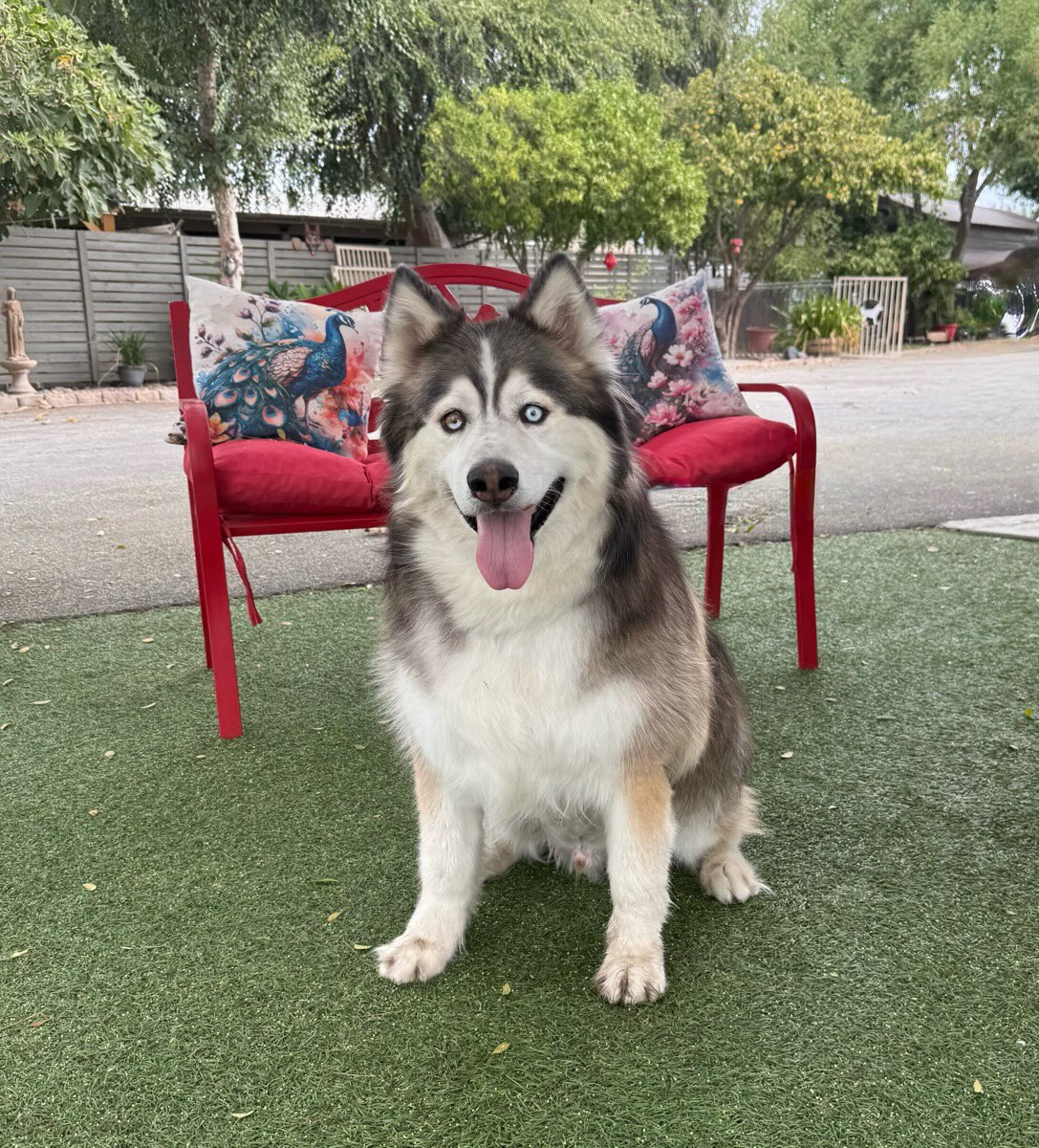 This is Cooper. He is a beautiful, 6 year old Husky. He has an excellent temperament. He is gentle, walks on a lease, is good with other dogs, and friendly with everyone he meets. He hasn’t had any accidents indoors. He needs to lose some weight. He is a good boy who needs a loving home.