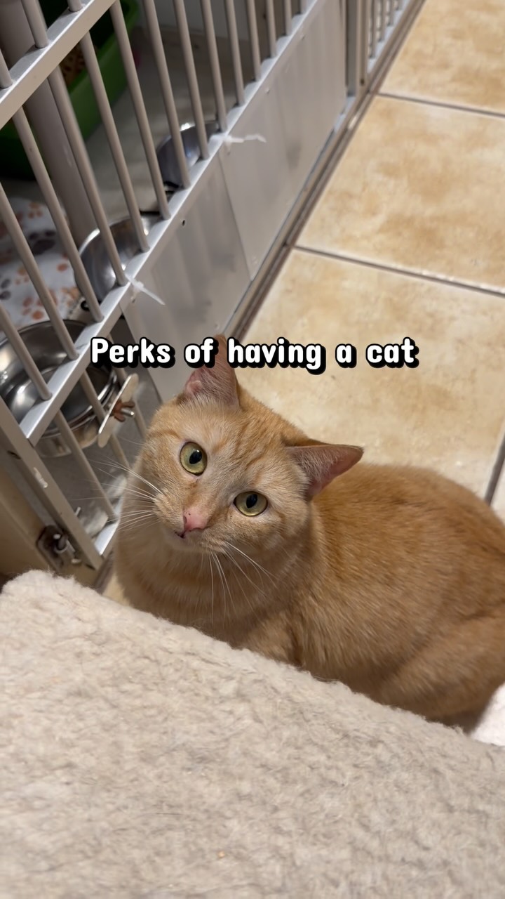 Happy Friday! Looking for a reason to adopt a cat? Here’s just a few of the perks, brought to you by our adoptables 🧡
Send us an app to come meet them!
https://www.animals-in-distress.org/adoptions
#animalsindistressnj #adoptablecats #cats #mercercountynj #adoptme