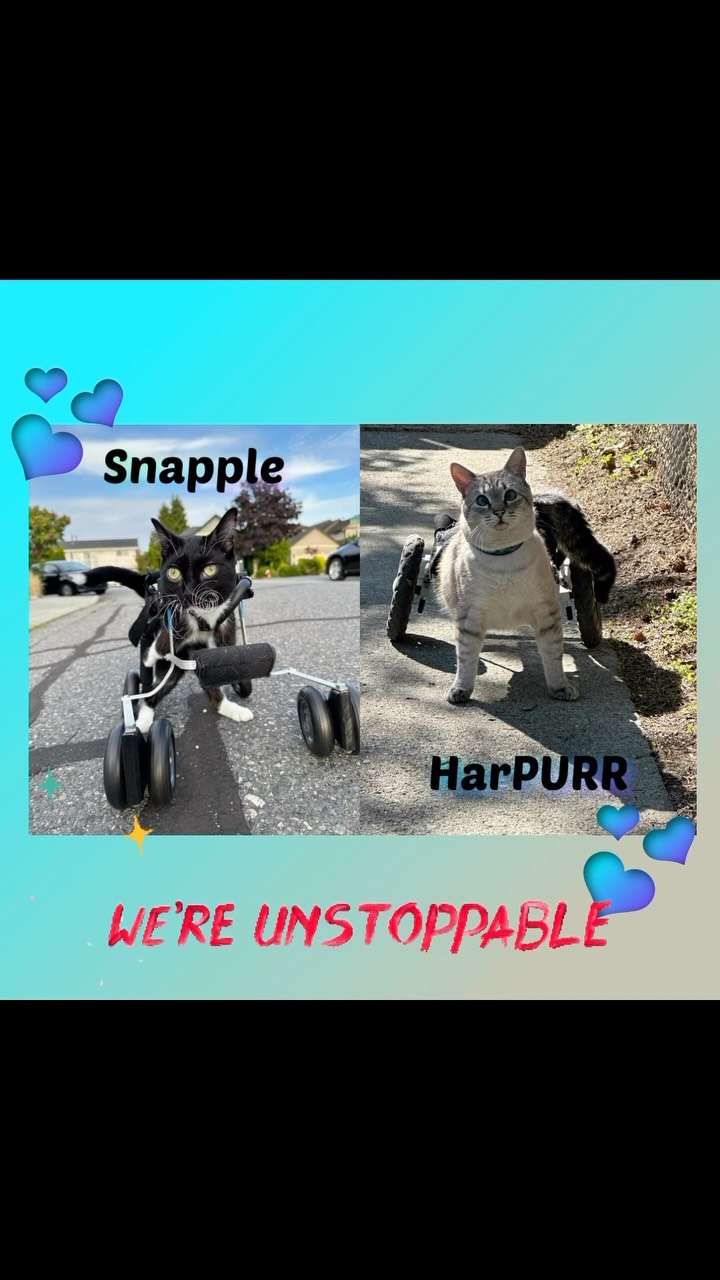 What better way to zoom into the weekend than with Snapple and Angel HarPURR leading the way on this most ameowzing Flashback Friday! These two inspurrational, courageous, determined (and, some might add, heartbreaking) kitties are here to put a smile on your face and some sparkles of love in your heart here on earth and, in HarPURR’s case, through the infinite cosmos.
Seeing the diversity of handi-can cats, and how each family strives to meet their unique needs in progressive, positive ways, continues to leave me in awe! Watching our friends sparkle and shine, showing what they CAN do, helps so many others find in their own hearts what they can achieve.
Snapple and Moana are such special friends. Even though we haven’t met in purrson, they are a daily inspurration to HarPURR, myself, and endless others. Snapple’s long, luxurious whiskers, spunky nature, and purrseverance, along with the incredibly special bond he shares with Moana, make him unforgettable. Their family goes above and beyond in the care he receives, and we are so fortunate to be a part of their journey!
Snapple enjoys, and HarPURR enjoyed, cart time in their own unique ways. As you may know, not all cats enjoy carts. However, careful introductions, a stress-free experience, and always ending on a positive note help build trust and confidence, and every kitty’s comfort level should lead the way.
We are so grateful for all the love and kindness sent HarPURR, Snapple, and Moana’s way. I truly believe it is felt deeply in our hearts, and that these sweet babies shine it right back at all of us.
Purrlease like 🖤 and follow @moana.and.snapple if you aren’t already!
Angel HarPURR is a purrsistent reminder of what we can do and what impact we can have, and that even in death, it can live on.
Help Angel HarPURR’s mission to insPURRe, advoCATe, eduCATe, and encourage compassion by letting your light shine bright from within.
Be Like HarPURR: advoCATe 💨 eduCATe 💨 insPURRire 💨 PURRever
HarPURR, Kitty Warrior. Rest in Purrever, my HarPURRoni. 2/20/2026 🖤🌈🖤
#gato #guapo #fyp #angel #warrior