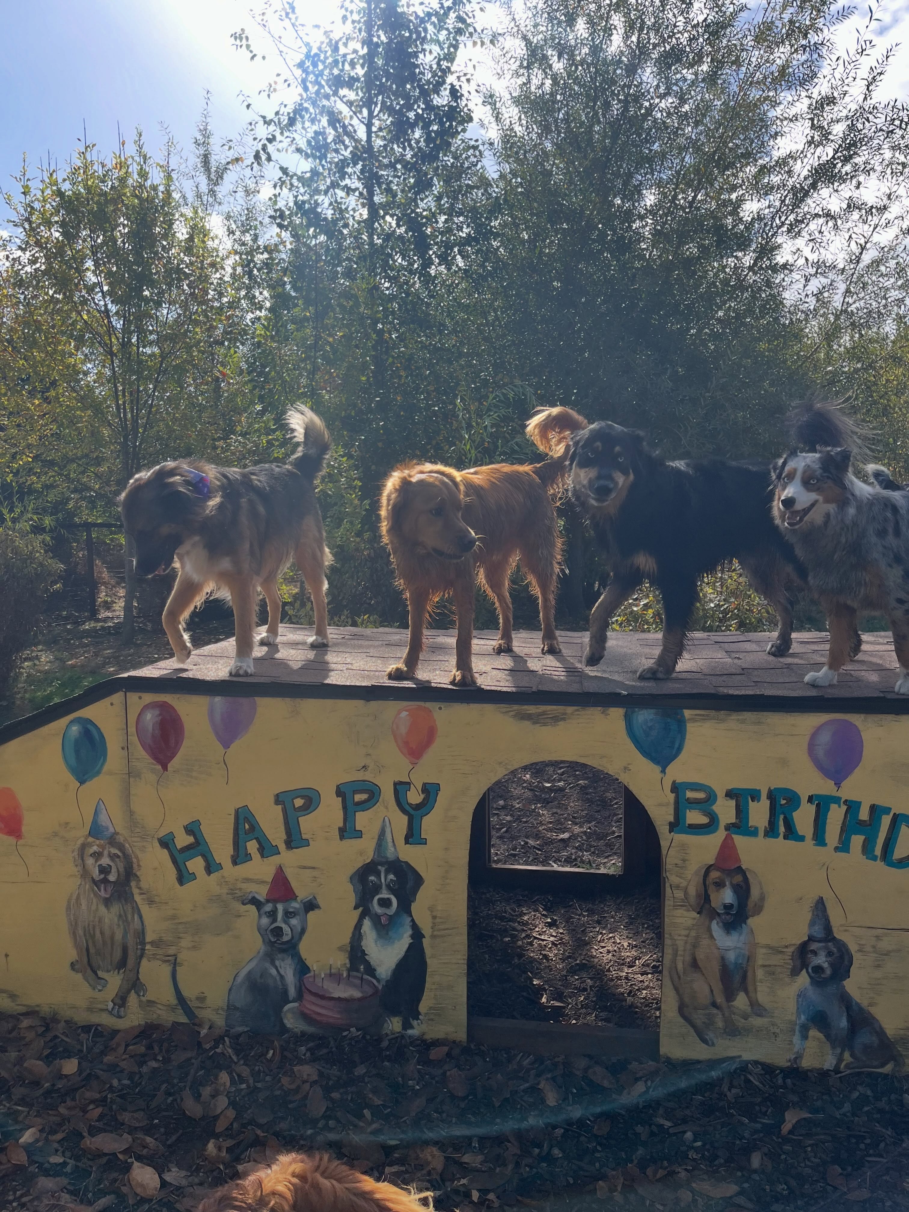 Happy birthday Luna!!