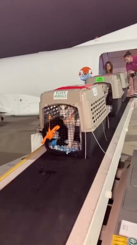 LIVE from Dallas. ✈️🐾
Meet Salt, our 95,000th pet flown since inception and our 10,000th pet of the year.
Tonight is a milestone. Tomorrow morning, another flight leaves southern Florida.
At the same time, we’re closely watching the hurricane and preparing to respond if communities need us.
Thank you for every donation, every share, and every person who helps keep these flights in the air.
Help us keep flying. Link in bio.
#LetTheFurFly