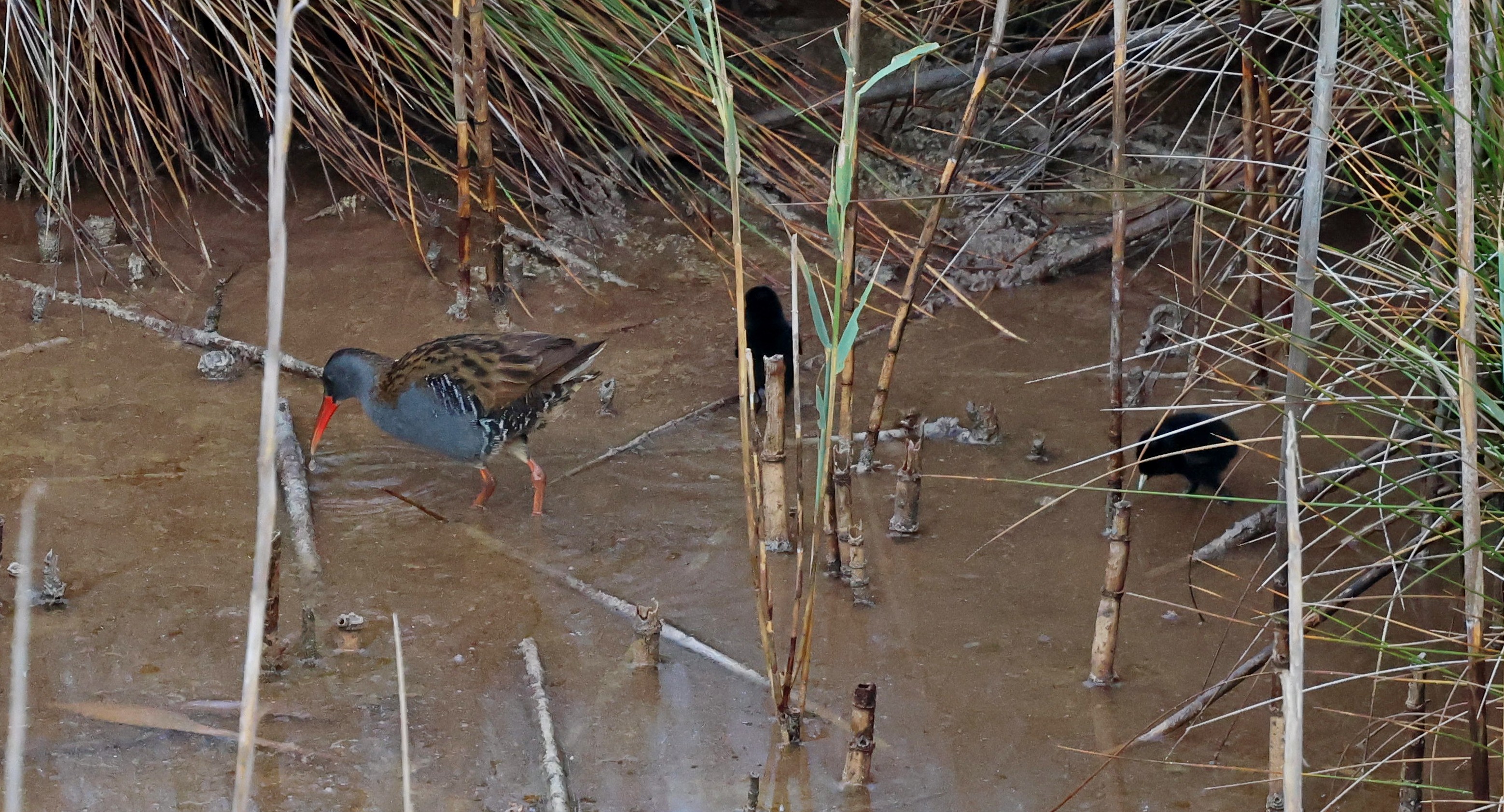 A water rail and two black balls of fluff.
#islandwildlife #kefaloniawildlife #greekwildlife #guidedwildlifewalks #birdlovers