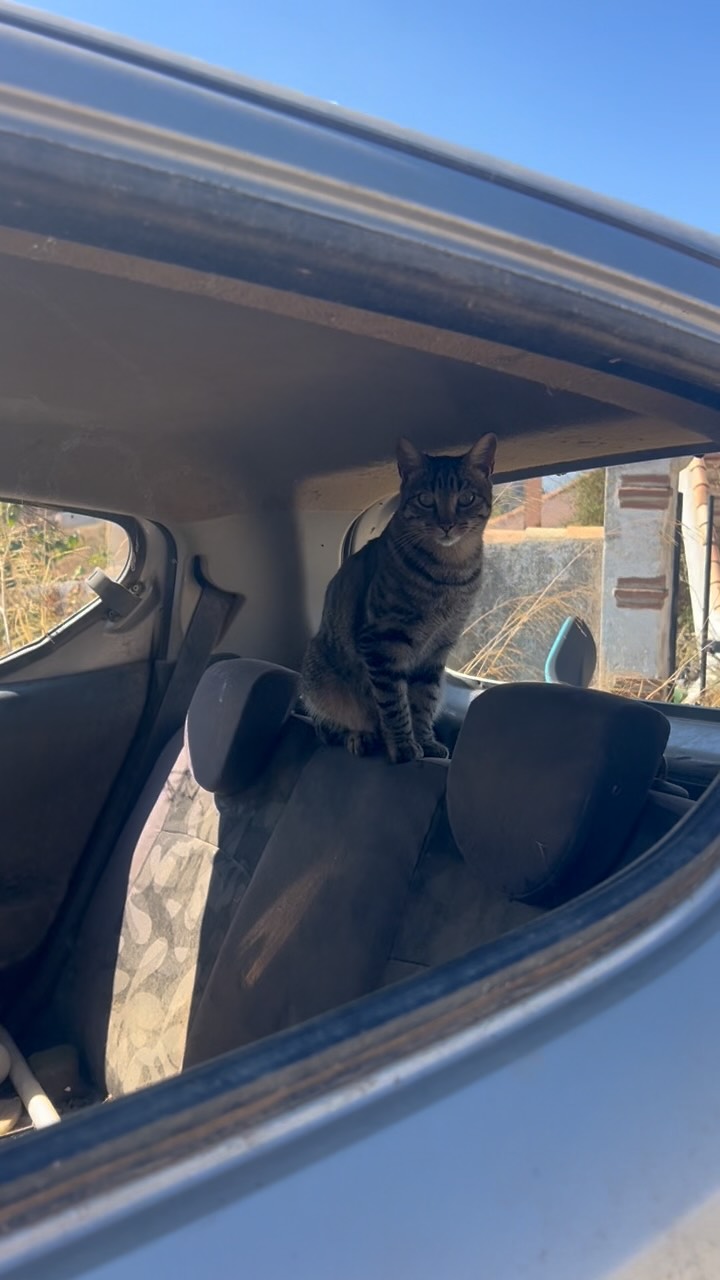 Sommigen hebben kleine schuilhuisjes, anderen een verlaten boerderij. Weer anderen hebben hier de helft van onze grond en garage tot hun beschikking. โค๏ธ๐พ
En sommigen hebben een auto om in te schuilen en lekker in te slapen. ๐
Maar wat vervelend toch, he? โฆ Dat die auto ineens zijn ramen kwijt was! ๐ฑ ๐ Terwijl hij daar al jรกren staat te verroesten, stil te staan en geen meter meer te verplaatsen is.
Wat ontzettend vervelend dat die ramen er gewoon ineens uit waren, hรจ, jongens? ๐คทโโ๏ธ๐