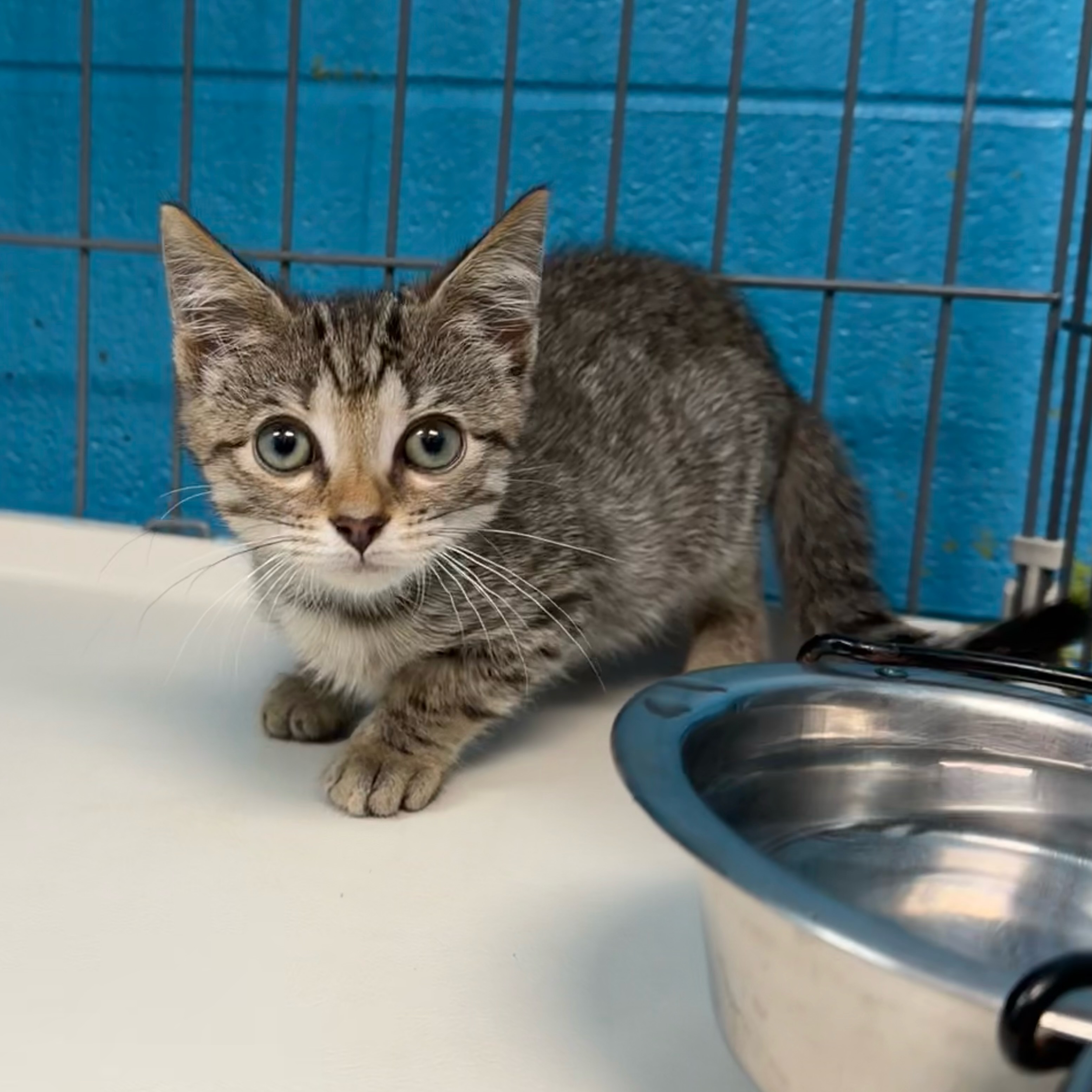 (ADOPTED)
Meet Jimmy Socks!
Look at how adorable and tiny! Jimmy Socks is full of energy and you could even say he’s a bit funny. We caught him playing hard-core with a treat yesterday instead of eating it! 😂
He loves his food, attention, and seeing anything new in the shelter. Jimmy Socks just loves it all! Jimmy arrived in our care in late August and he has really blossomed in our care since then. If you love this little baby as much as we do, apply for Jimmy Socks today!
#fspca #fluvannaspca #adorable #kittens #adoptdontshop