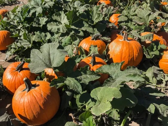 Gross Point Acres Pumpkin Patch will be open from 11-2pm on Saturday October 10th. Come harvest your own pumpkin Grown locally at GPA. $8 a pumpkin any size. We will be closing at 2pm for a private Event.