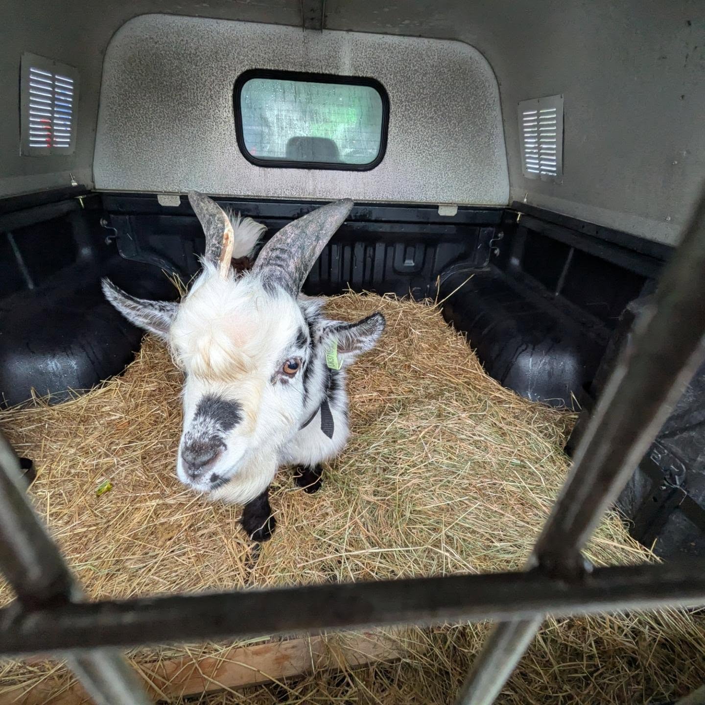Cross-country run from Devon to Norfolk! 🚚🐑🐐
An early start today moving three ewes and a handsome Pygmy Billy kid clear across the country from Okehampton, Devon over to Wymondham, Norfolk.
The three ewes traveled comfortably in the livestock trailer, while the Pygmy Billy had VIP first-class transport riding upfront in the back of the pickup bed setup—deep straw bedding, great ventilation, and plenty of hay for the journey.
Safe, stress-free transport for all livestock across the UK, whether it’s a full trailer load or a small mixed run.
Need livestock moved? Drop us a message for a free quote! 📱💬
#LivestockTransport #PygmyGoat #SheepTransport #LivestockHaulage #GoatTransport