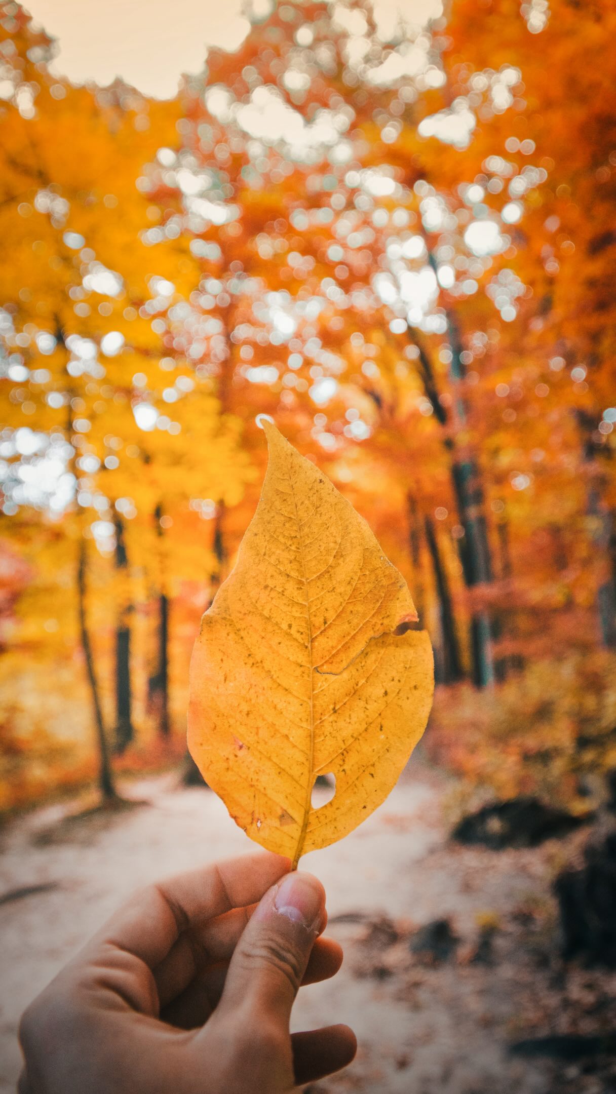 The question we get every single fall: when do the leaves peak? 🍁
So we built something to answer it. Our new Fall Colors Tracker gives you a peak estimate for the Starved Rock Area, shows where the color stands right now, and maps out how the rest of Illinois compares.
Hit “Play the Season” to watch the whole fall play out, from green in September to past peak in November.
We’ll keep it updated all season! You can access the tracker via our park dashboard or the link shown at the end of the video!
#StarvedRock #StarvedRockStatePark #FallColors #IllinoisFall