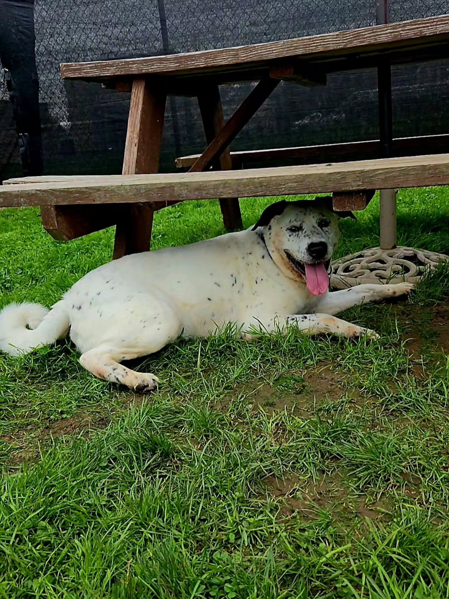 Still here. Still waiting. 💔
Snowman is just such a GOOD boy, and I honestly don't understand why he's being overlooked. 🥺 He's around 3 years old, 64 lbs, and a cattle dog mix with a big heart and SO much love to give.
He's become everyone's favorite guy here, and all we want is to see him get that same love back in a home of his own. Someone to take him on walks, let him be their sidekick, and give him all the attention he's been missing.
The pound is full. 💔 Snowman deserves his chance. Please apply today. -Wendi
https://www.co.trumbull.oh.us/DogWarden/dw_adoptablesearch.html
Trumbull County Pound:
7501 Anderson Ave.
Warren, Ohio 44484
330-675-2787