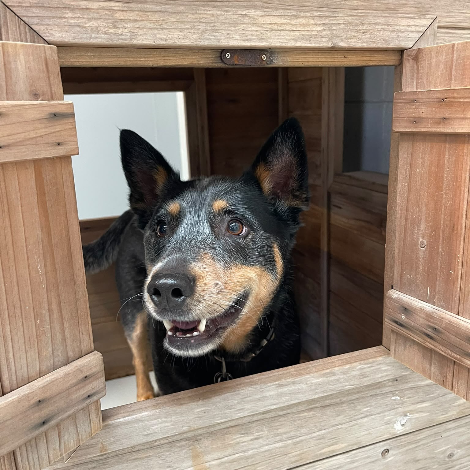 Thursday fun part 4 🥳🥳🥳
#funtime #cuteness #dogsofauckland #dogdaycare