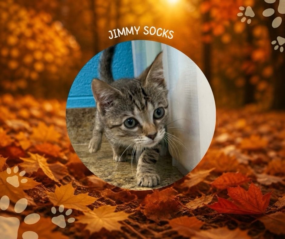 NAME YOUR PRICE ADOPTION SPECIAL!- Feline Edition! 💕🐱
We have SO many amazing cats and kittens waiting to meet you! From playful kittens to sweet, cuddly cats, we have furry friends of all shapes, sizes, ages, and personalities looking for their forever homes. 🏡🐾
For a limited time, you can name your adoption price! Come by the shelter, meet our available cats and kittens, and find the purr-fect match for you! Your new best friend could be waiting for you! 🐾❤
#nameyourprice #FSPCA #adoptdontshop #adoptacat #catsofinstagram