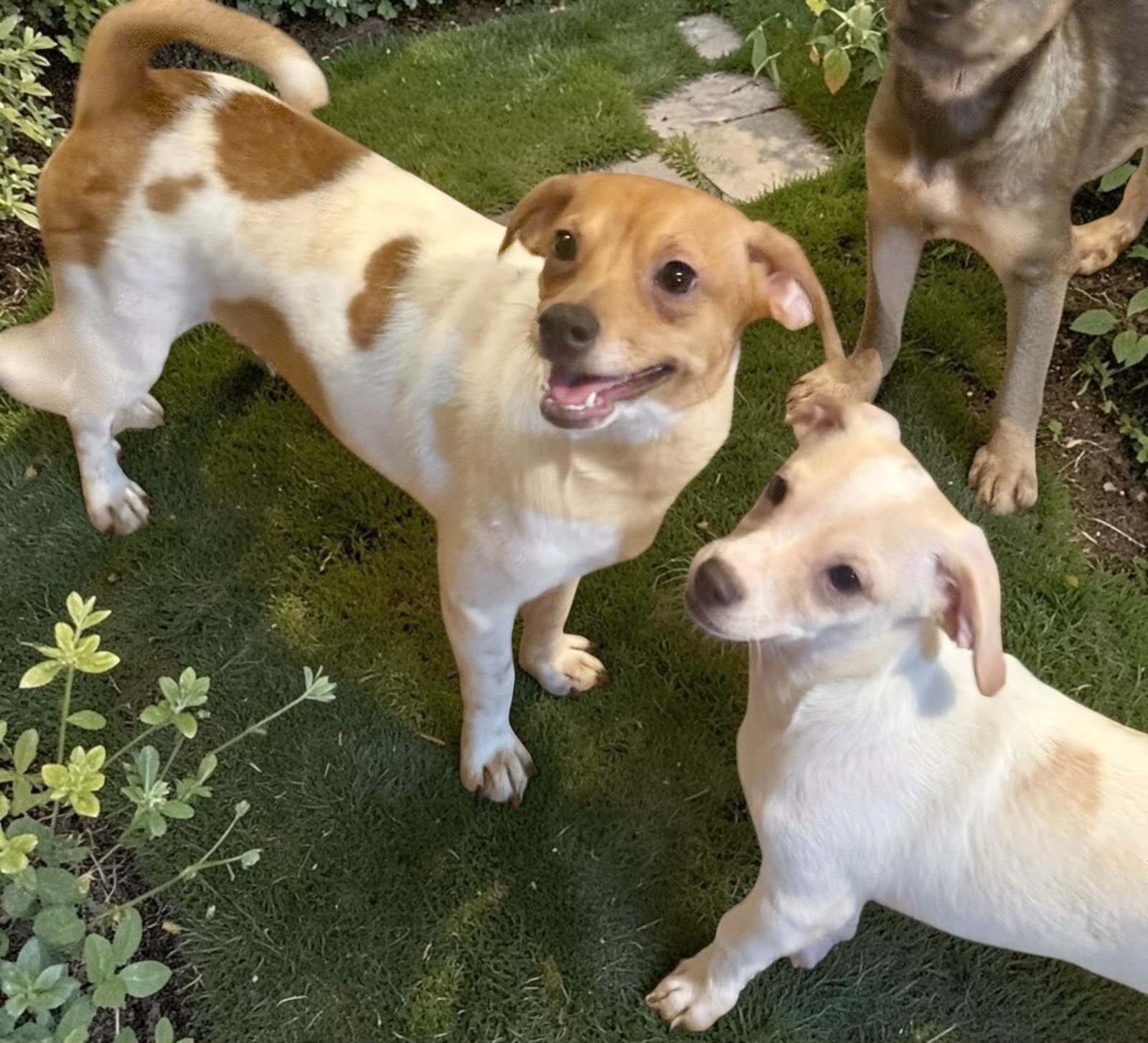PLEASE SHARE! ππ
11 month old chiweenie brothers Zeus & Thor want to be adopted into loving families just like their brothers Max & Bruno were! The look to have a little beagle in them too. They're so adorable!
They only weigh 14 lbs and are great with other dogs. Their smilies light up the room and they're both very well socialized. They're completely medically vetted, vaccinated, sterilized & microchipped.
Submit a Meet n Greet Application at: www.almarescue.org
#adoptdontshop #chiweenies #rescuedwithlove #fyp #almarescue