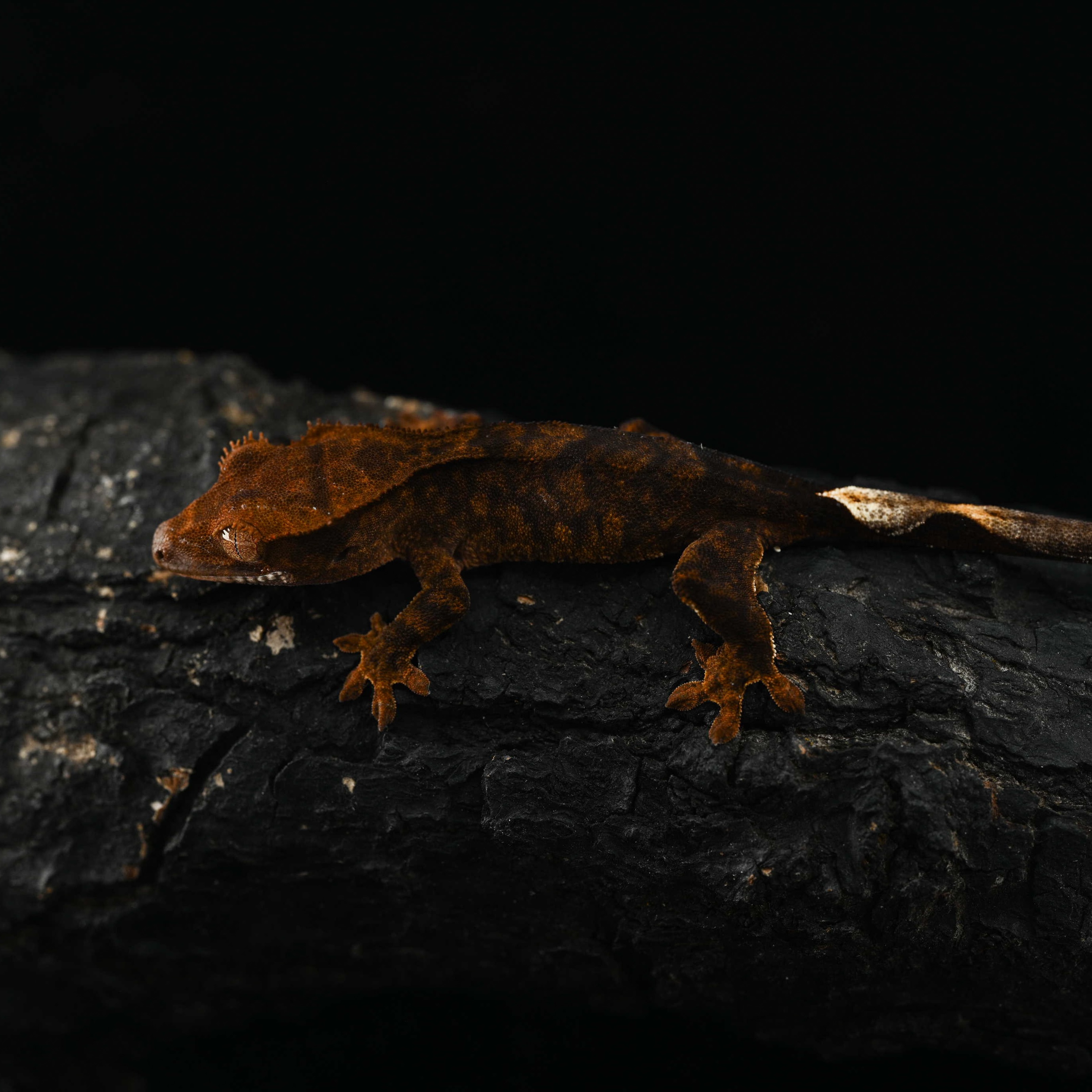 I’m digging the dark color on this tiger.
#crestedgecko #fringemorphs #correlophusciliatus #geckos #reptil