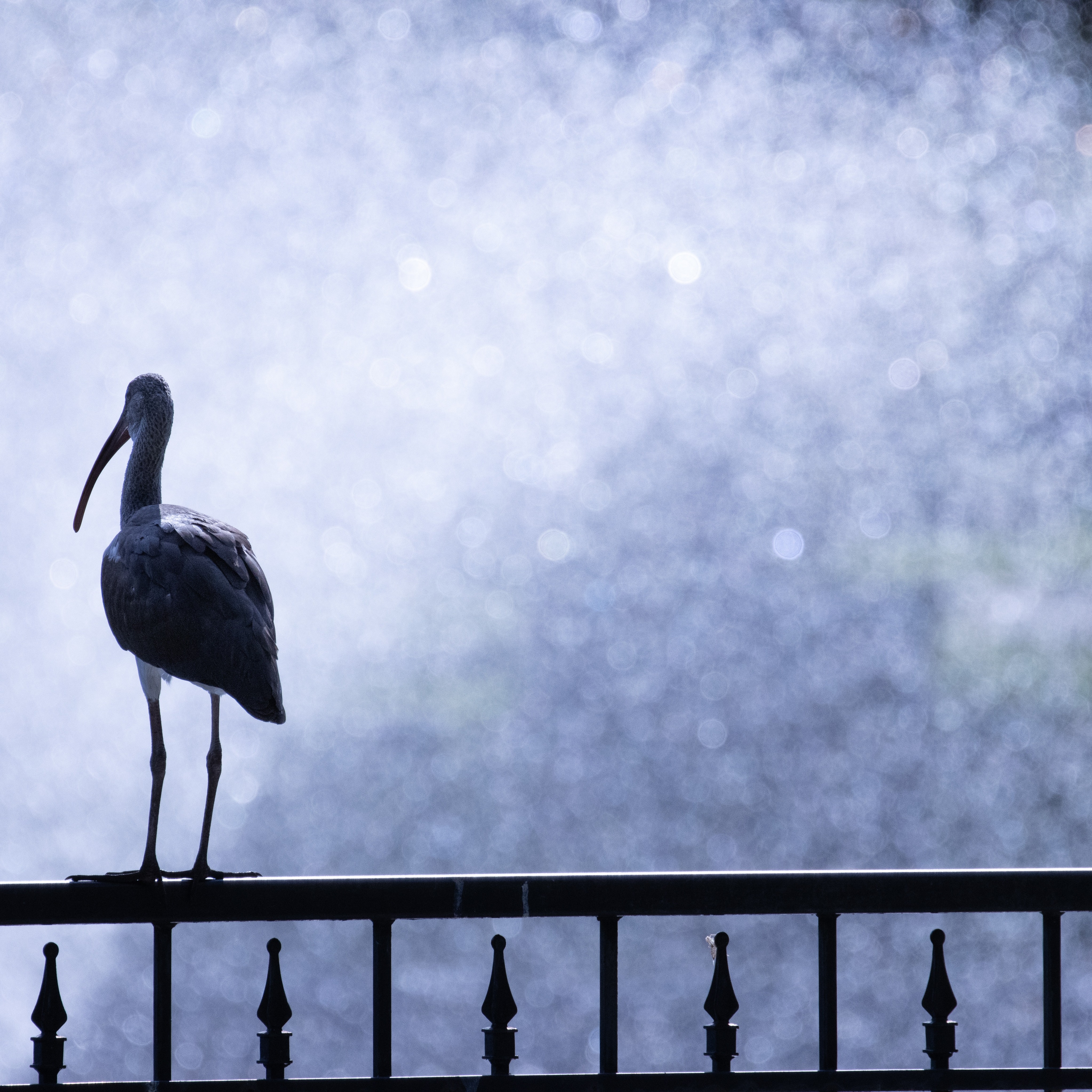 Birds of Riverside Park. August 2025.
#birds #riversidepark #riversideavondale #photography #jacksonvilleflorida