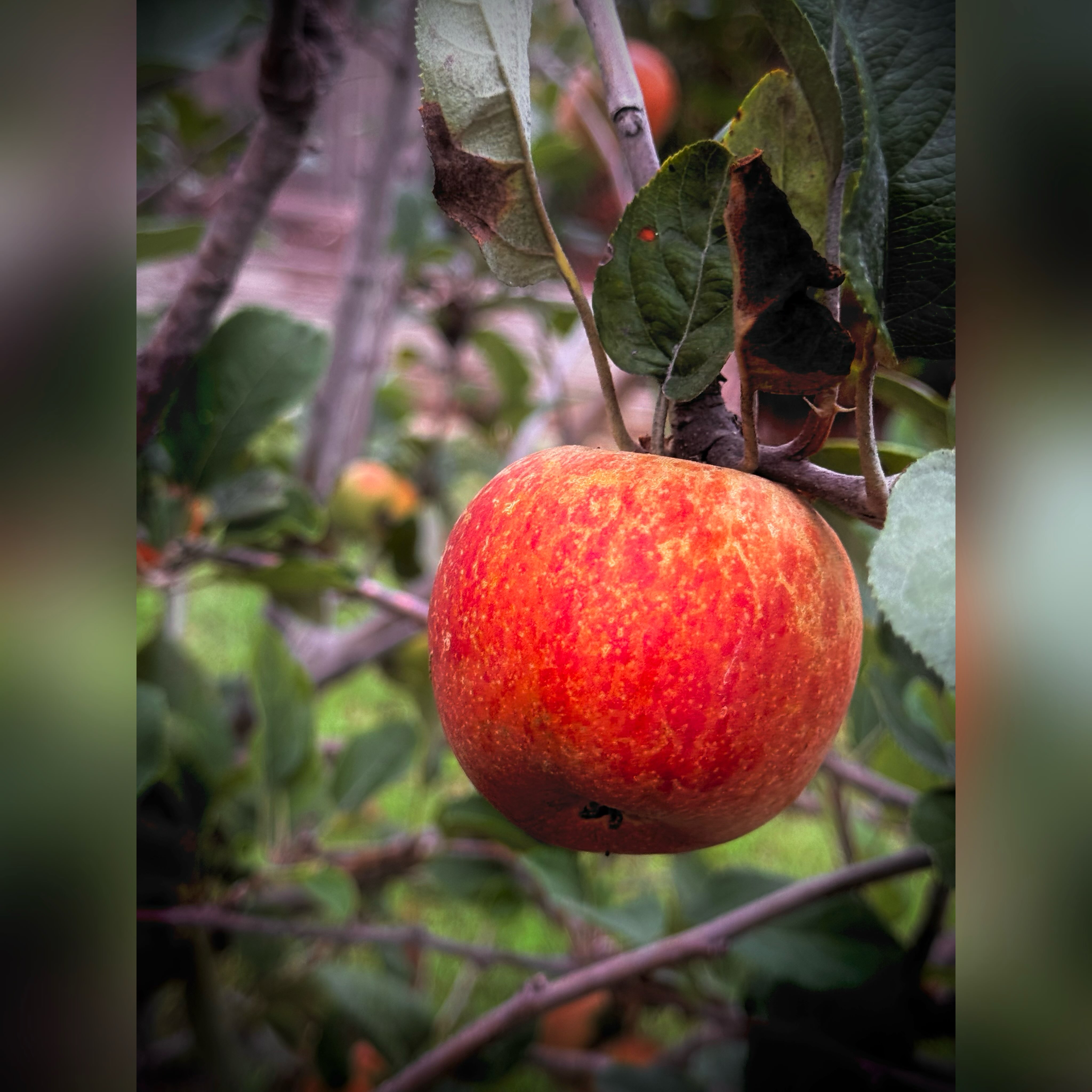 🍎10月のあっぷるクラブ
今月のテーマは 「芸術の秋」
今月も親子で遊びながら、音楽や表現の楽しさに触れたり、三線の美しい音色に耳を傾け、和やかなひとときを過ごしました。
日々の子育てでお忙しい皆さまにとって、三線の音色に癒され、ほっと心が安らぐひとときとなっていましたら嬉しいです♡
また、廃材を太鼓に見立て、リズムを打ったり、音楽に合わせて自由に音を奏でたりと、思いっきり音遊びも楽しんだ後は、
高く積んでタワーを作ったり、トンネルをくぐったりと、子どもたちの自由な発想から遊びがどんどん広がっていきました✨
身近な素材から音を生み出す楽しさや、自分なりに考え、自由に表現する喜び。そんな体験が、子どもたちの豊かな感性や創造力を育むきっかけになればと願っています。
最後は、お庭に実ったりんごの収穫🍎
あっぷるちゃんのフジりんごのお味はいかがでしたか?
音楽や遊び、自然とのふれあいを通して、親子で秋を満喫する楽しい一日となりました♡
ご参加くださった皆さま、ありがとうございました!
🍎 次回のあっぷるクラブ
11月7日(土)9時半~11時45分
テーマは 「実りの秋」
次回も、親子で楽しみながら、さまざまな発見や体験ができる活動を準備してお待ちしています♪
皆さまにお会いできるのを楽しみにしています😊