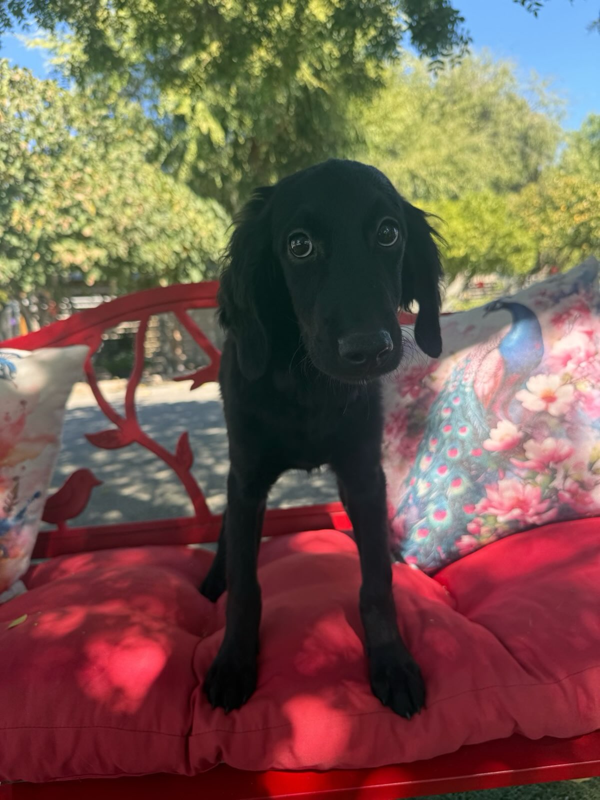 This is Davis. He is 3 months old. His mom is a Goldendoodle, dad was a Labradoodle. He came in with his brothers and sister. The pups are gentle and very sweet . They are looking for families of their own.