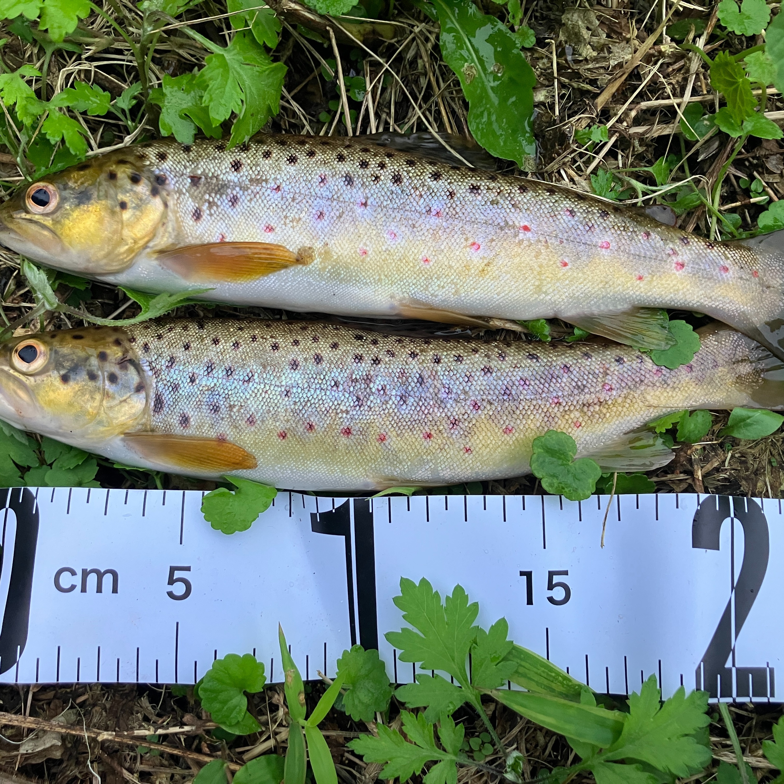 過ごしやすい季節になりました。いかがお過ごしでしょうか。渓流魚が禁漁期間になり、平野部の川での釣りが楽しい時期、川遊びもそろそろ終わりのシーズンです。今年は雑魚の遊漁券を購入し、近くの余笹川、黒川でニジマスやブラウントラウト、ブラックバスなどの外来種が年間釣り放題。生態系の保全に貢献しました。食べてもおいしい外来魚は貴重な里川の資源です。 #外来魚ハンター #魚釣り