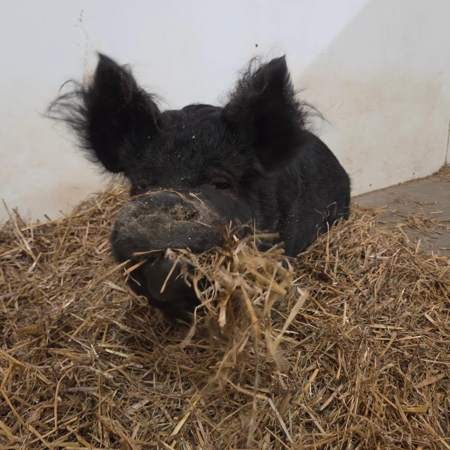It's $5 Friday! A small $5 donation will buy a whole bale of straw for piggies like Binks š¾š·š¤
As cold nights become the norm, we need to fill up our sheds and barn with fresh straw. Straw acts like an insulated blanket and bed to help keep our foster pigs warm. It takes about 40 bales to top off every shed and stall. Can you help buy us a bale?
DONATE:
š· Donate bit.ly/supportPSR
š½ Venmo @pigsburghsquealersĀ
š½ Zelle PigsburghsquealersĀ
š½ PayPal (fee) paypal.me/pigsburghsquealersĀ
š½ CashApp $PigsburghSquealersĀ
š½ Mail a check bit.ly/supportPSR
#fivedollarfriday #pigsofinstagram #piggy #oink #animalrescue