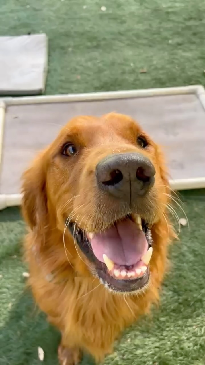 We have 5 LIKES 🎉🥳🎉
Its official. We are liked.
#ocdogranch #dogtraining #dogboarding #goldenretriever #goldendoodle