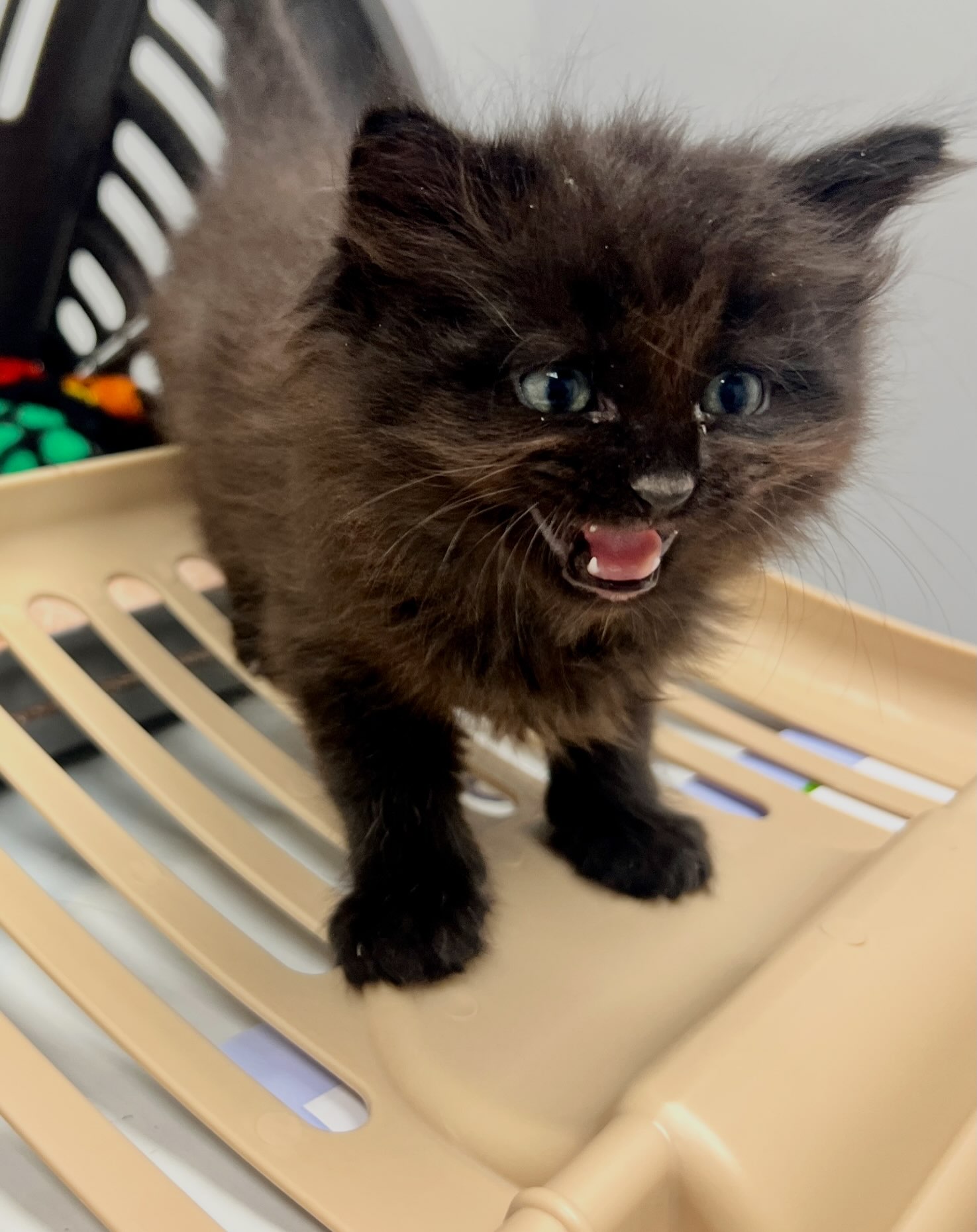 Eek says thank you for all of your kind donations from our wishlist! ππ€ Thank you for helping us stock up our foster homes! It means the world to us! π₯Ήπ«Ά