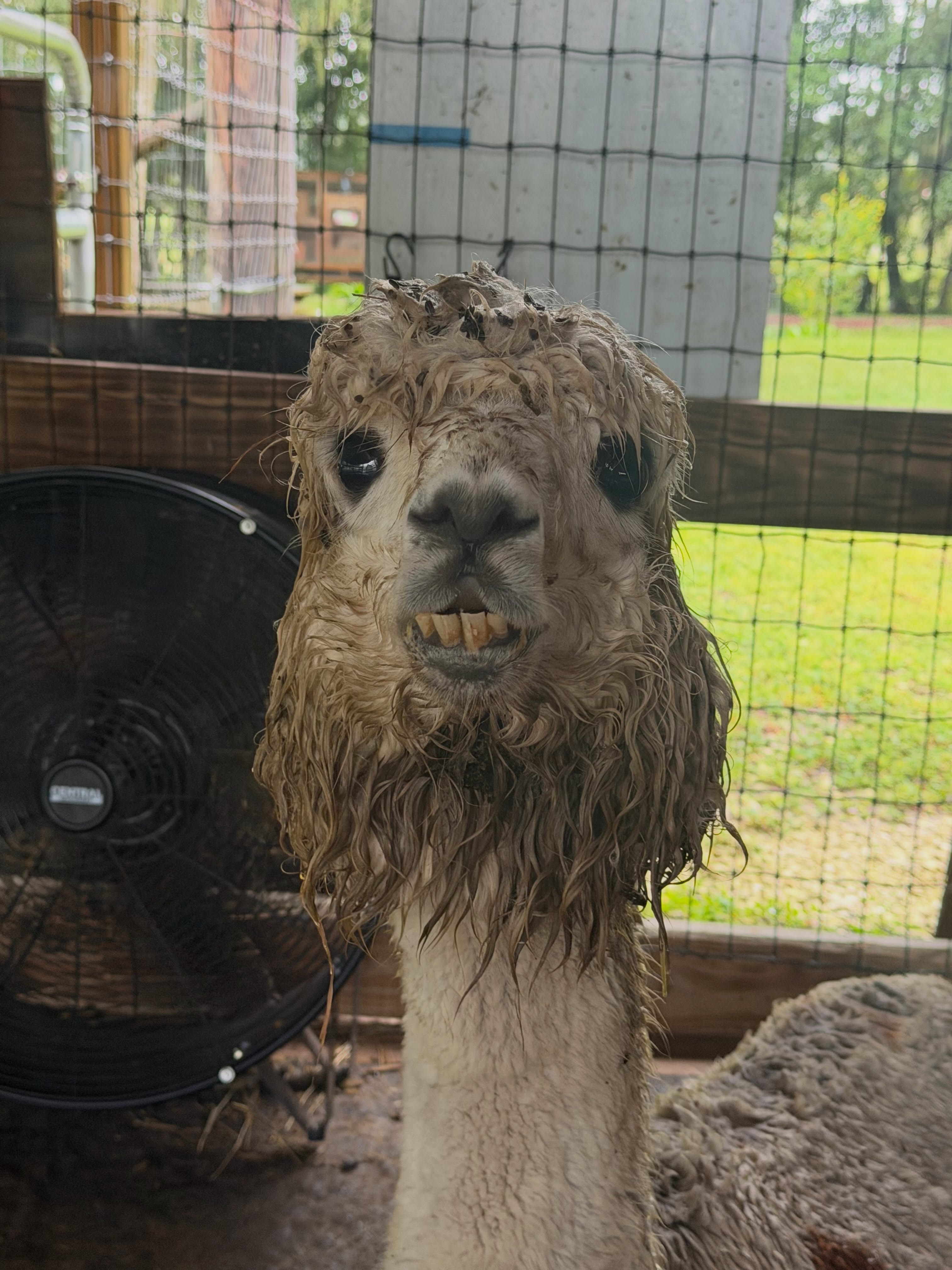 Wet hair, donβt care?? π¦ Itβs been raining for days & the alpacas are definitely feeling it βοΈ