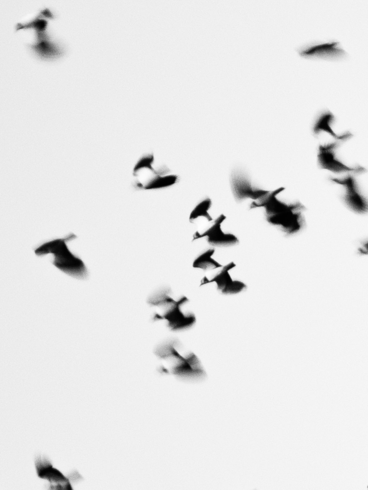 𝔇𝔢𝔠𝔢𝔦𝔱
Lapwings are one of the birds I see most frequently now I’m home in Yorkshire. Their magical bubbling calls remind me of the tubes you could turn up and down as a child and produce an unusual noise from.
The collective noun for a group of lapwings is a deceit: and yet I feel like it should be something more delicate, to reflect the shimmering affect that groups of lapwings create whilst flying across the sky, due to the alternating black and white of their wings when they flap.
This photo (fully visible on slide 3) shows the movement and playful nature of this beautiful deceit.
I actually took these photos at the start of this year, when @clairegouldcamera @jackrawnature & I ventured to @rspbhamwall 🩵
Photo 4 is @clairegouldcamera’s gorgeous film pic of me - a cheeky atmospheric BTS
.
Shot on @lumix S5 with @tamron_uk 60-300mm
.
.
.
#lapwing #blackandwhite #bird #photography #abstract @btobirds @rspb @leicanature @birdlife.europe @birdlife.international