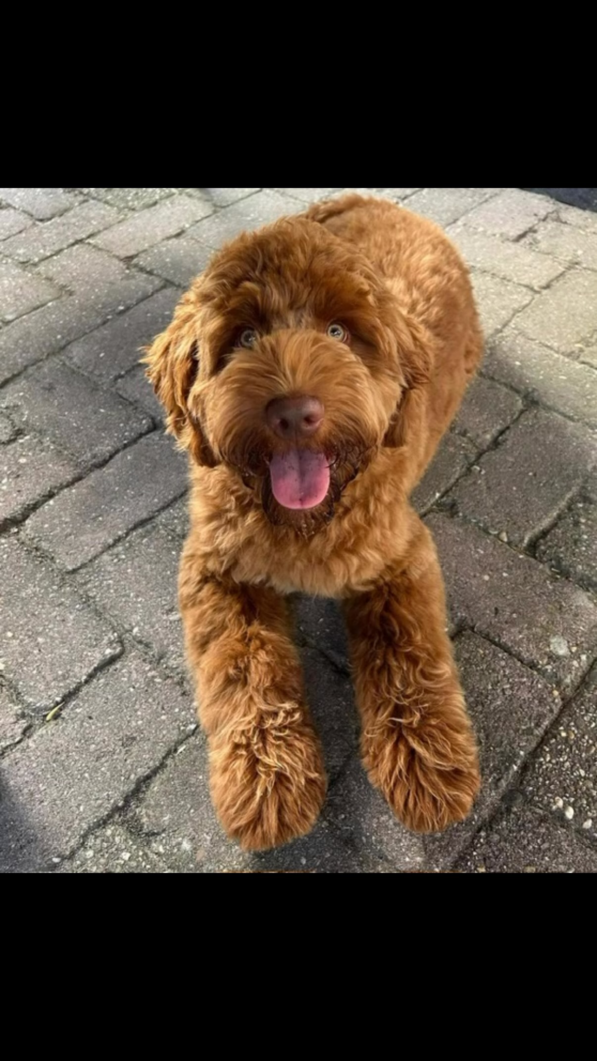 George Washington from our Hamilton litter checking in ! What a handsome guy ❤️
.
.
.#australianlabradoodle #southmittenlabradoodles #Hamilton #labradoodlelife