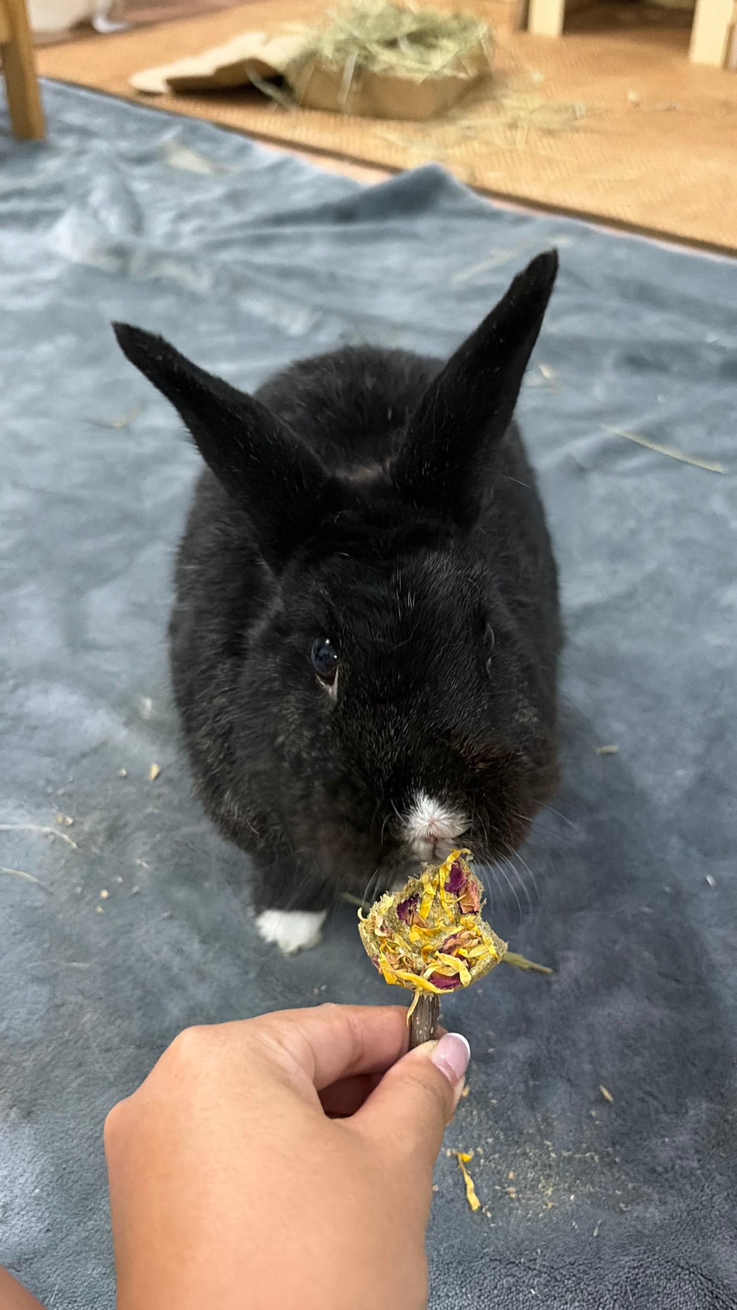 Who else has a shy little one who magically appears when the treats come out? 🐰✨
Our sweet little bun is sooo shy and loves keeping to herself… but there’s one thing that will always convince her to make an appearance ... TREATS! 😂🌿
Miss Gidget may be shy, but the moment she hears us open the treat pack, suddenly she’s not that shy anymore. 👀😂
We love seeing how treats can let our timid furry friends come out. 🤍
Find these tasty treats in our shop in the bio!
#smallanimal #freeroambunny #guineapigs #hamstergram #bunny