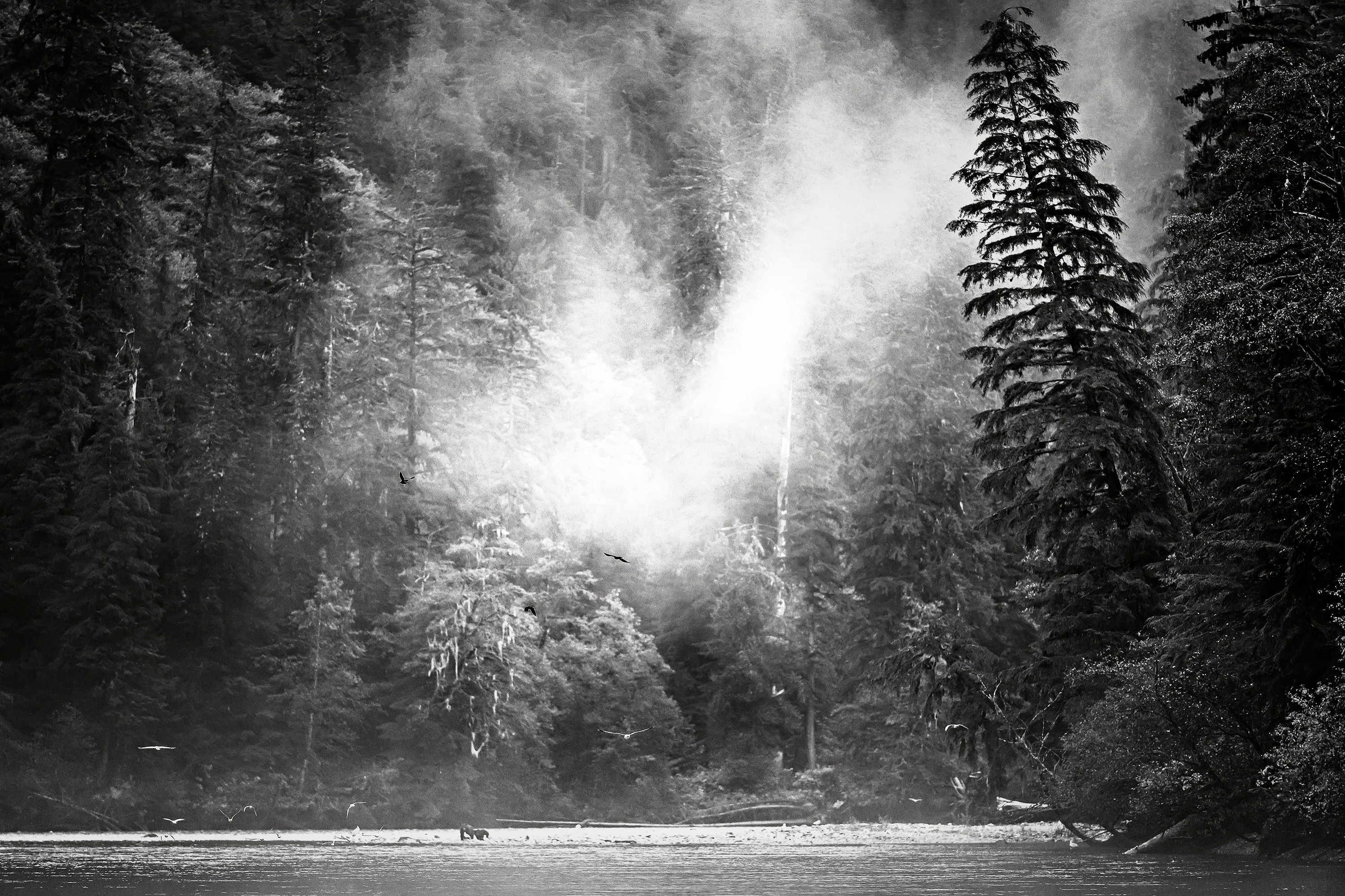 Khutze Inlet is a stunning place in the Great Bear Rainforest. This grizzly mother and her cub were fishing for salmon, and I also love the quiet feel of this moment in B&W. #nikon #grizzlybears #bears #greatbearrainforest #beautiful