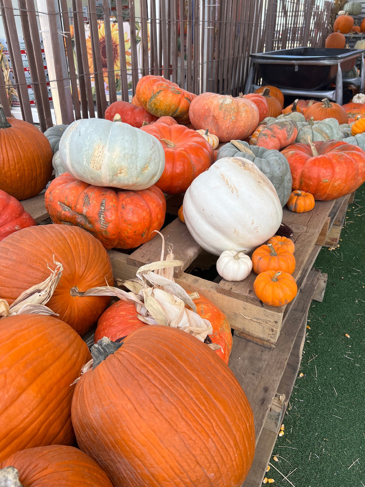 The weekend is here and fun is waiting! 💛
We are open today, 12 - 10pm & tomorrow, 12 - 7pm
Come out and enjoy a weekend packed full of fall fun!
📍 Rockin’ K Farms | 5385 County Road 52, Robstown, TX
Pick your date and grab your tickets! 👉 rockinkmaze.com