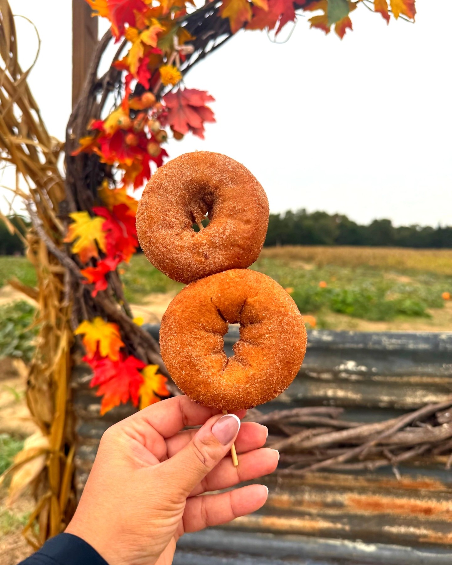 π Helllllo weekend! A perfect fall day is waiting for you at Bloomsdale Fun Farm!
Come experience Missouri's Pumpkin Fest with pumpkins, amusement rides (YES, included in admission), live music, delicious food, photo ops, and fun for the whole family! π§‘
π 11803 Carron Road, Bloomsdale, MO, just outside of St. Louis!
Saturday & Sunday, 10am - 6:30pm
Plan your visit & get discounted tickets: bloomsdalefunfarm.com