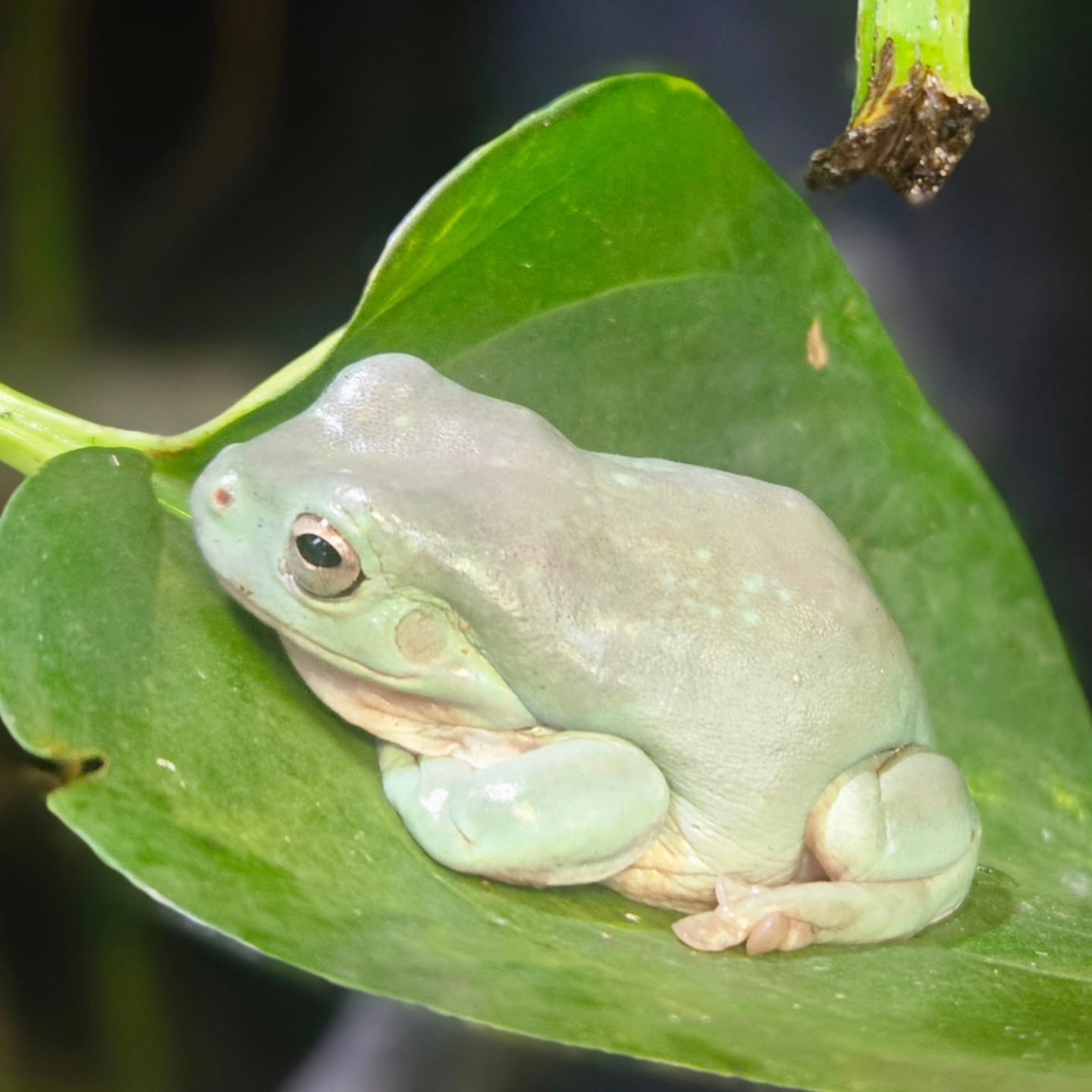Adult Whites Tree Frogs available now at dfw reptarium
#dfwreptarium #dfwreptiles #reptileshop #petshop #dallastexas