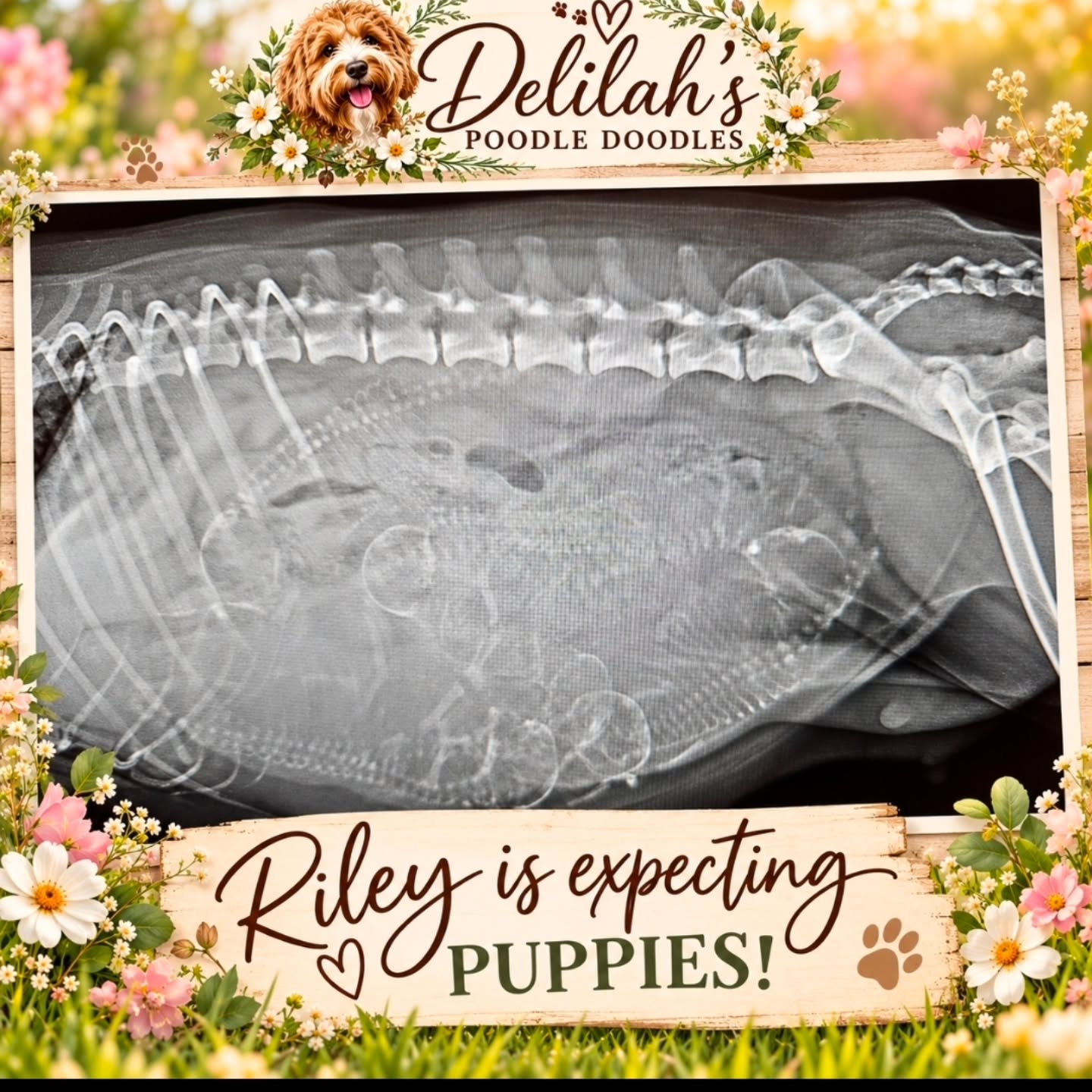 The countdown is officially on, and we have some exciting news to share! 🥹🐶
How many pups do you see? 🐶⁉️
Our beautiful Riley has had her pregnancy X-ray, and we’re getting closer to meeting the precious little faces we’ve been dreaming about! 🩷
There’s something so special about this stage of the journey, knowing that tiny little puppies are growing and getting ready to make their big debut. We can hardly wait to see their colours, personalities, and all those sweet little faces! 🐾✨
🌸 Who else is excited to follow Riley’s journey? 🌸
We’ll be sharing updates as we get closer to welcoming these little bundles of joy into the world, so make sure you’re following along! You won’t want to miss the puppy snuggles, newborn updates, and all the adorableness to come🐕✨️
