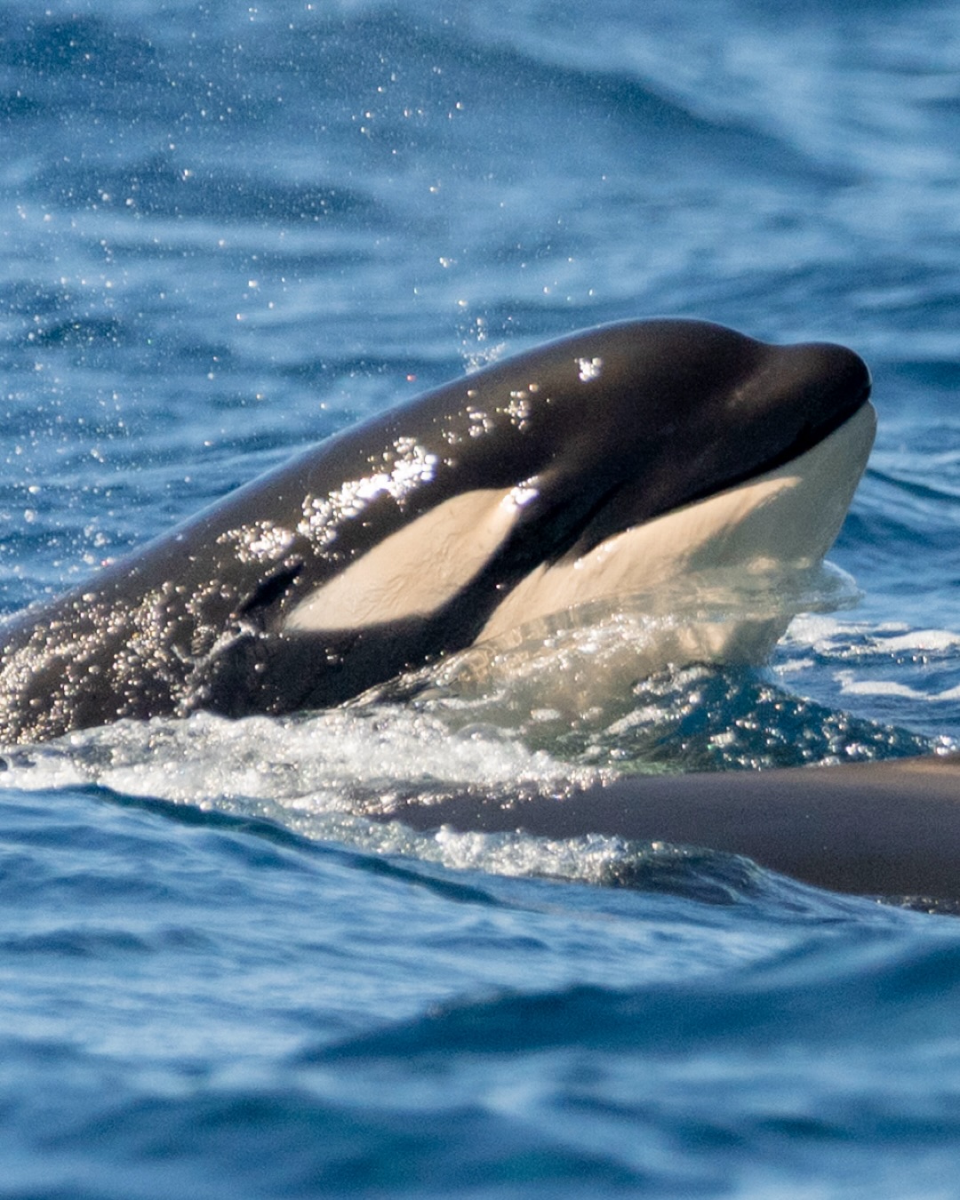A veces el mar decide que es tu día de suerte y ves un grupo de ellas. 🙂↔️
¿Cómo se cree qué es? Desde hace años, se ha reportado que cuando las orcas (Orcinus orca) se desplazan, los machos adultos van en los extremos del grupo, y en el centro viajan las hembras, las crías y los jóvenes.
Y en el Golfo de California, hay desde orcas solitarias hasta grupos de 30 o 40, pero el promedio es de apenas 5.5 individuos.
¡Cinco o seis orcas no está nada mal para toda la emoción que nos da cuando nos toca verlas! 👏🏼
— ENG —
Sometimes the ocean decides it’s your lucky day, and you spot a pod of them. 🙂↔️
What do you think that means? For years, it has been reported that when orcas (Orcinus orca) migrate, adult males swim at the ends of the pod, while females, calves, and juveniles travel in the center.
And in the Gulf of California, there are everything from solitary orcas to groups of 30 or 40, but the average is just 5.5 individuals.
Five or six orcas isn’t bad at all for all the excitement they give us when we get to see them! 👏🏼
-
-
-
-
-
orcas, wildlife, ocean life, marine life, whale watching, killer whales, nature lovers, ocean conservation, save the oceans, dolphins, orca encounter, protect wildlife, nature photography, cetaceans, marine wildlife, explore the ocean, Gulf of California, cabo wildlife