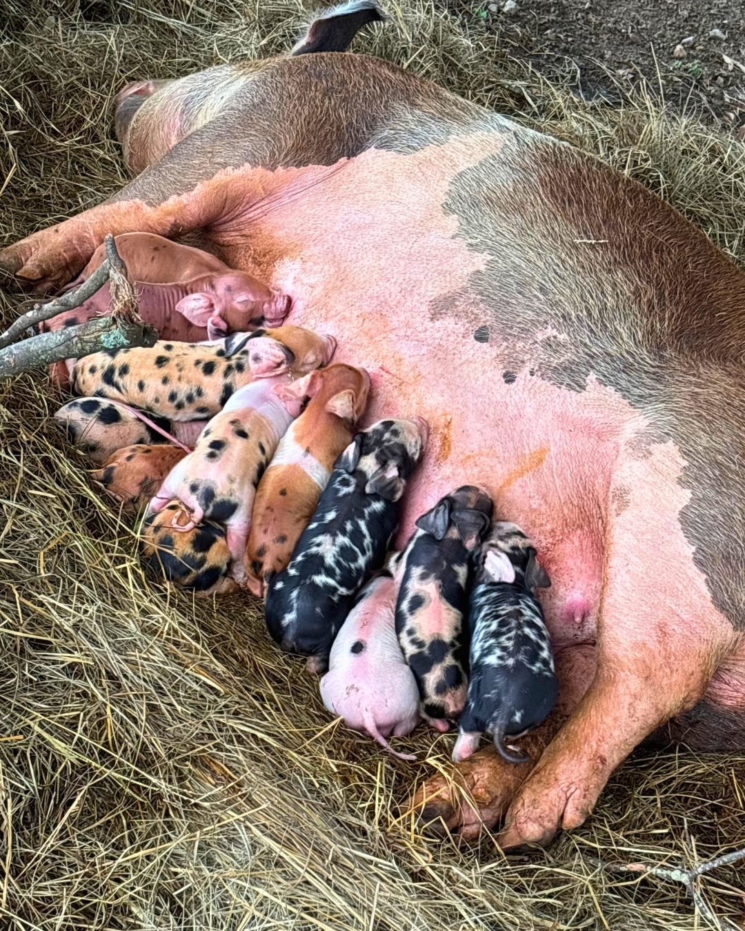 Looks like we've got a few new faces on the farm. 🐷
Our very own Farm Manager, Daniel, has been raising and caring for Mom on his own farm, and now he's got a whole crew of little ones to look after, too. Safe to say, she's got her hands (hooves?) full.
We're excited to welcome these piglets to the Hi Bräu family and watch them grow right alongside us. Welcome to the farm, little ones!
