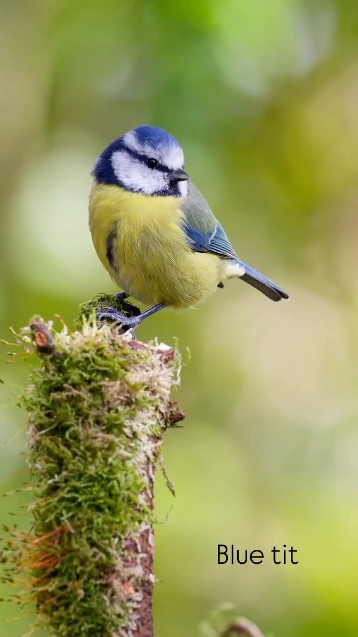 I had a tree surgeon in today, to take out some of the lower branches around the hide and the photography area. This will allow more light in, creating better conditions for photography.
I spent half an hr in there this afternoon….. here’s a few of the visitors….