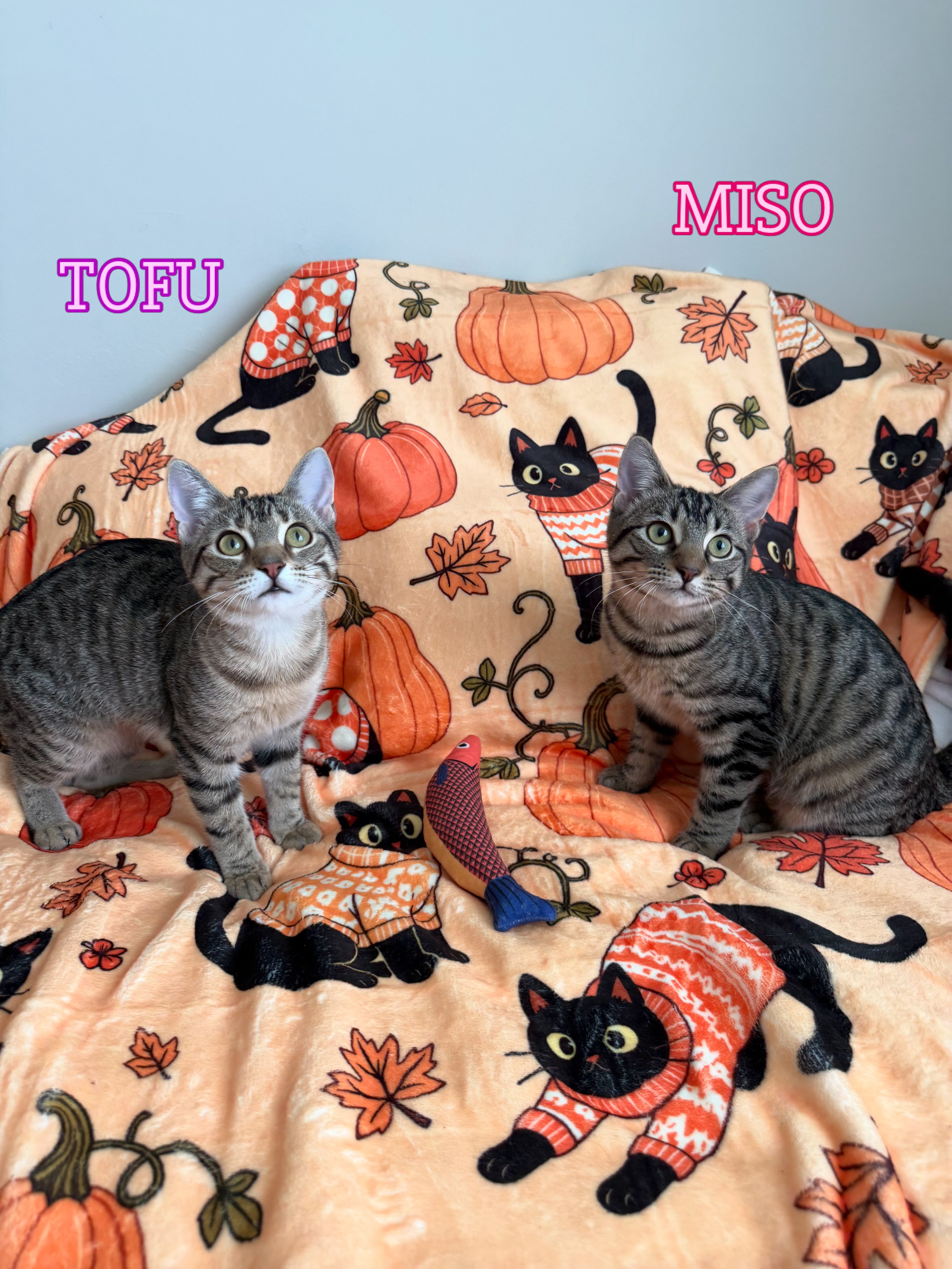 Meet MISO & TOFU 🩷🥰 These 6 month old sisters are full of personality and ready to bring endless fun and love into your life! They’re outgoing, fearless, playful, and absolutely adore everyone they meet. Tofu is the lighter sister with more white and an endless supply of energy, always ready for her next adventure! Miso has darker stripes and a super sweet side, especially when it comes to curling up in your lap for cuddles. These girls are guaranteed to keep you laughing and fill your home with love! They can be adopted together or separately into a home with a suitable feline friend 🩷
Send us an app to schedule a meet and greet at https://www.animals-in-distress.org/adoptions
#animalsindistressnj #adoptablecats #cats #mercercountynj #adoptme