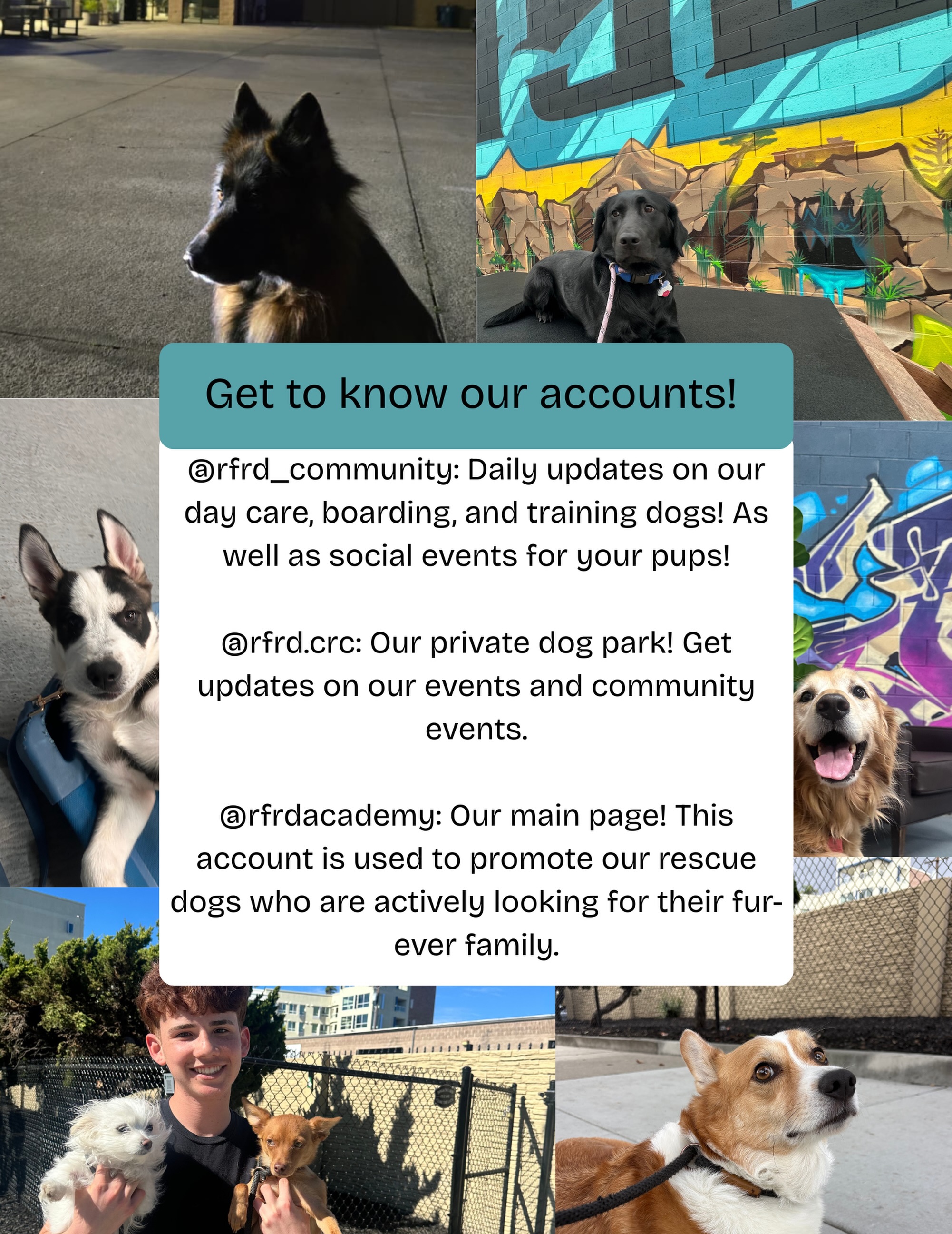 One community. A family of services here to support your pups.
One mission. Three accounts. Here’s how they fit together 👇
@rfrd_community : Daily updates on our day care, boarding, and training dogs! As well as social events for your pups!
@rfrd.crc : Our private dog park! Get updates on our events and community events.
@rfrdacademy :Our main page! This account is used to promote our rescue dogs who are actively looking for their fur-ever family.
Each account has its own purpose, but we’re all working toward the same goal. 🤝 let’s go!