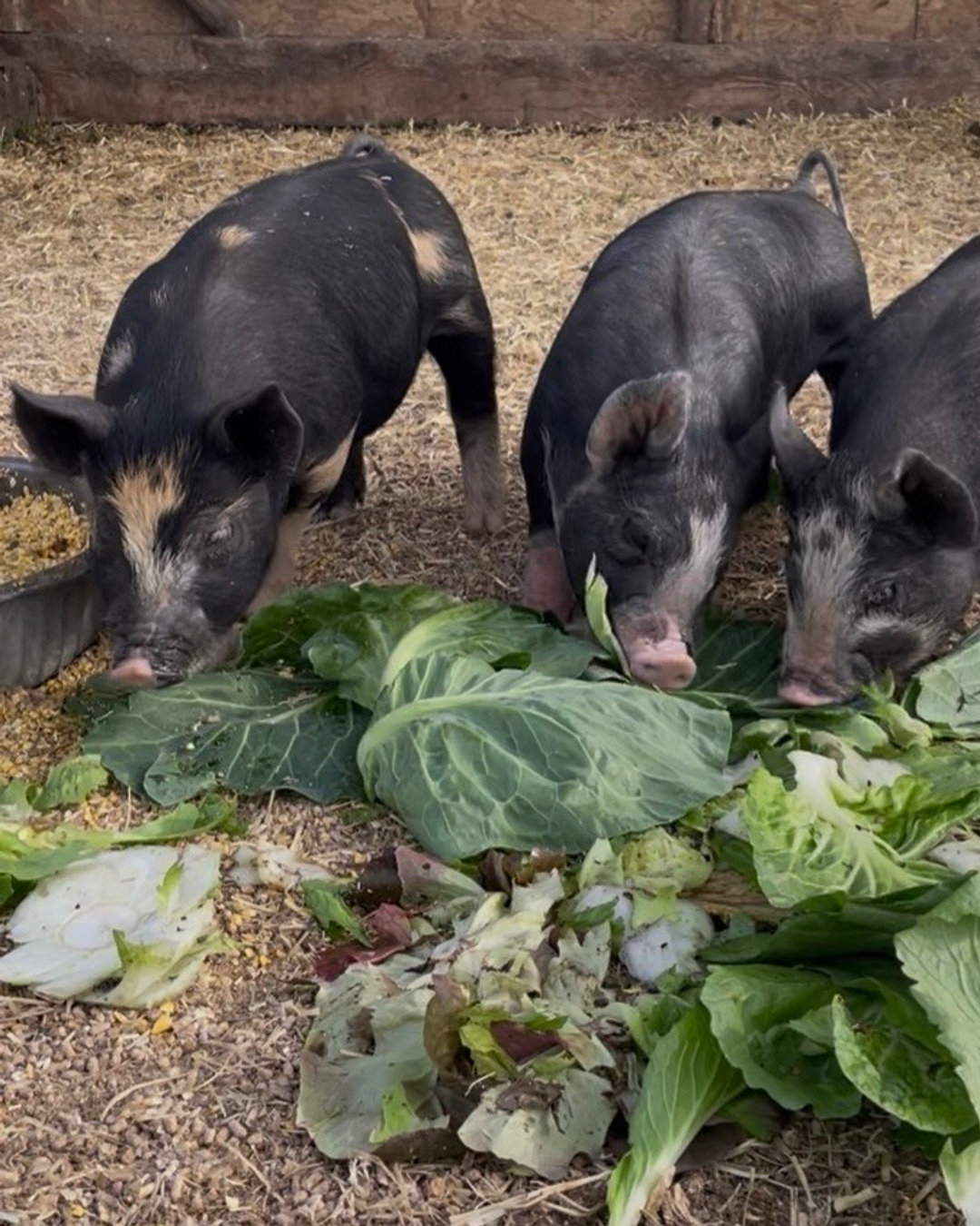 Pork Shares available! Link in bio.
Cherry Grove Farm doesn't just grow the most delicious chicken in the world. We also grow a small number of pigs, raised on pasture, cared for with love.
It's not every season that we have pork shares available, so this is a very special offer!
Our pigs are fed the same grains fermented in goat cheese whey that make our chickens so good. Our pork is also the best pork you've ever tasted. Clean, flavorful, and melt in your mouth.
Reserve your pork share today, there's limited availability, you don't want to miss this chance to stock your freezer.