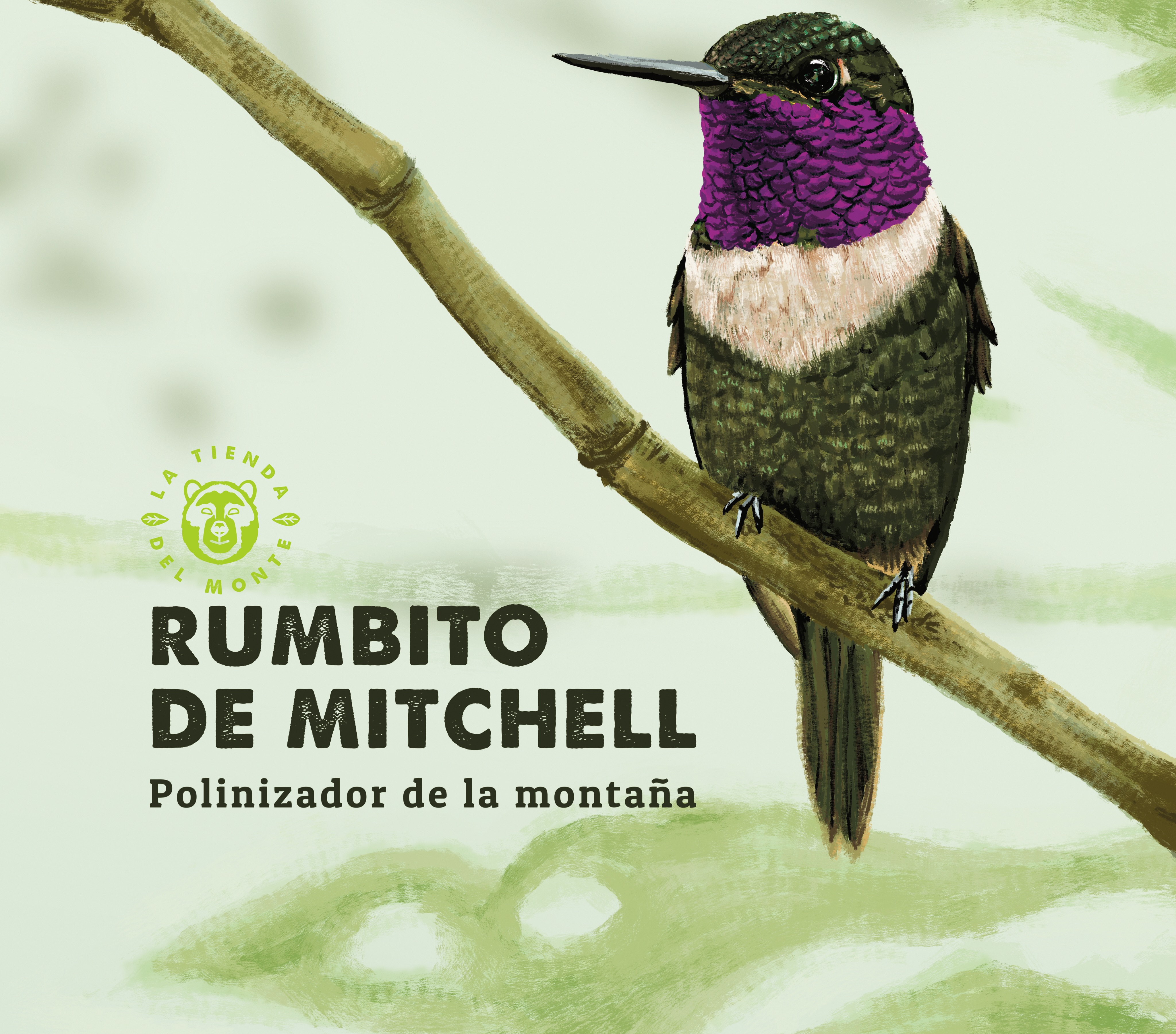 Este si que nos enamora!
Una belleza más en el país de las aves 🇨🇴
Philodice mitchellii, un carismático colibrí que habita nuestro territorio.