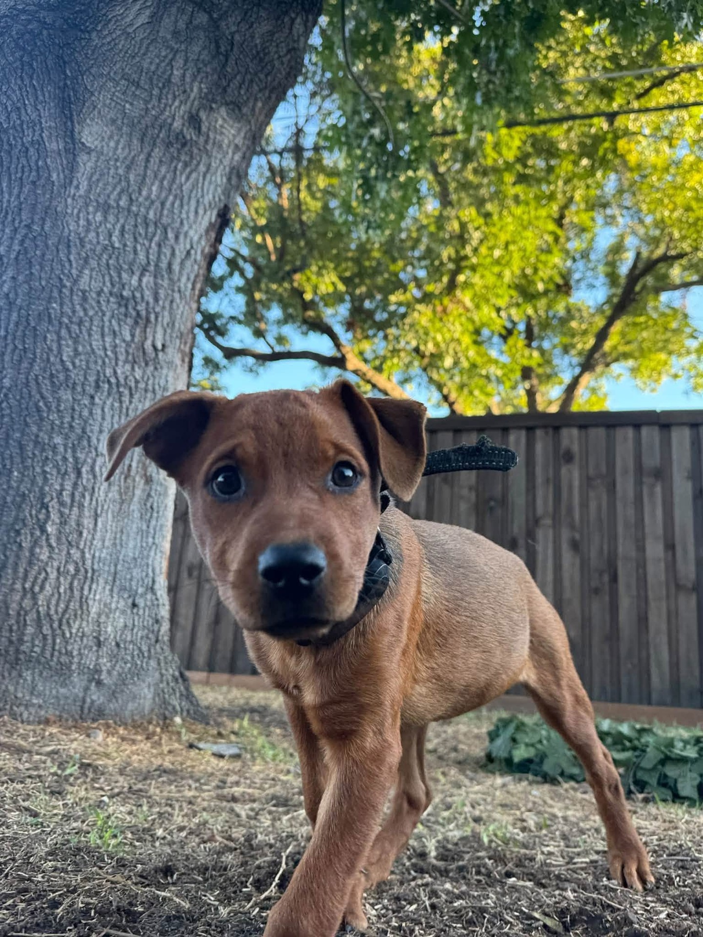 Introducing the Fall Leaves Litter: Oakley and his sisters Aspen, Maple and Willow!!
All four need fosters, can go as single puppies or in pairs!
What do you think their breeds are - maybe Min Pin mixes? They weigh about 7 - 8 pounds.
They are about 3 months old.
Can you foster one or more of these kiddos? We pay for all vetting and can help with puppy supplies if needed. You can also foster to adopt. Just submit an online foster application and we will contact you to discuss and work out the details. Codysfriendsrescue.org. DFW area.