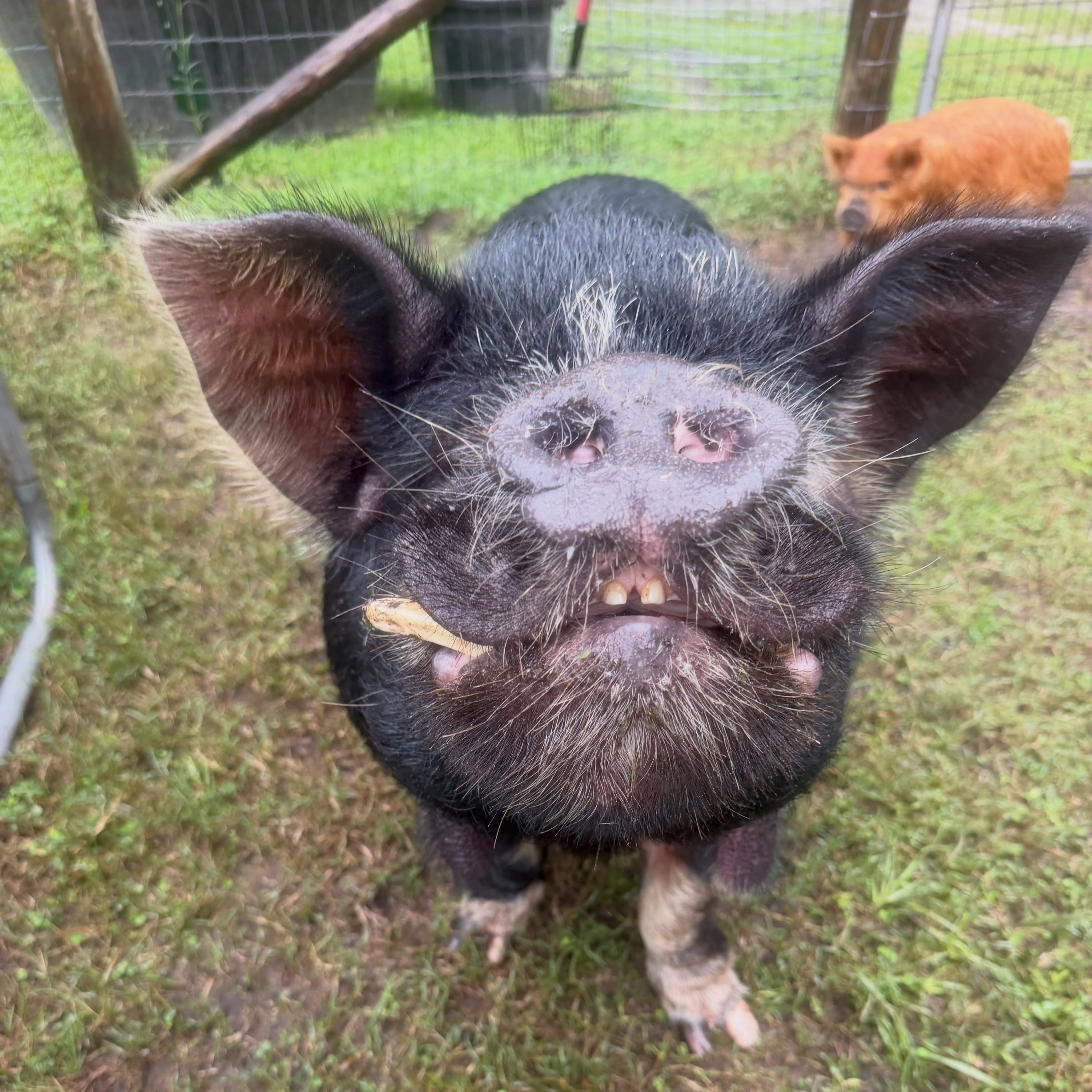 Itβs the two little front teeth for me, Bubba π½